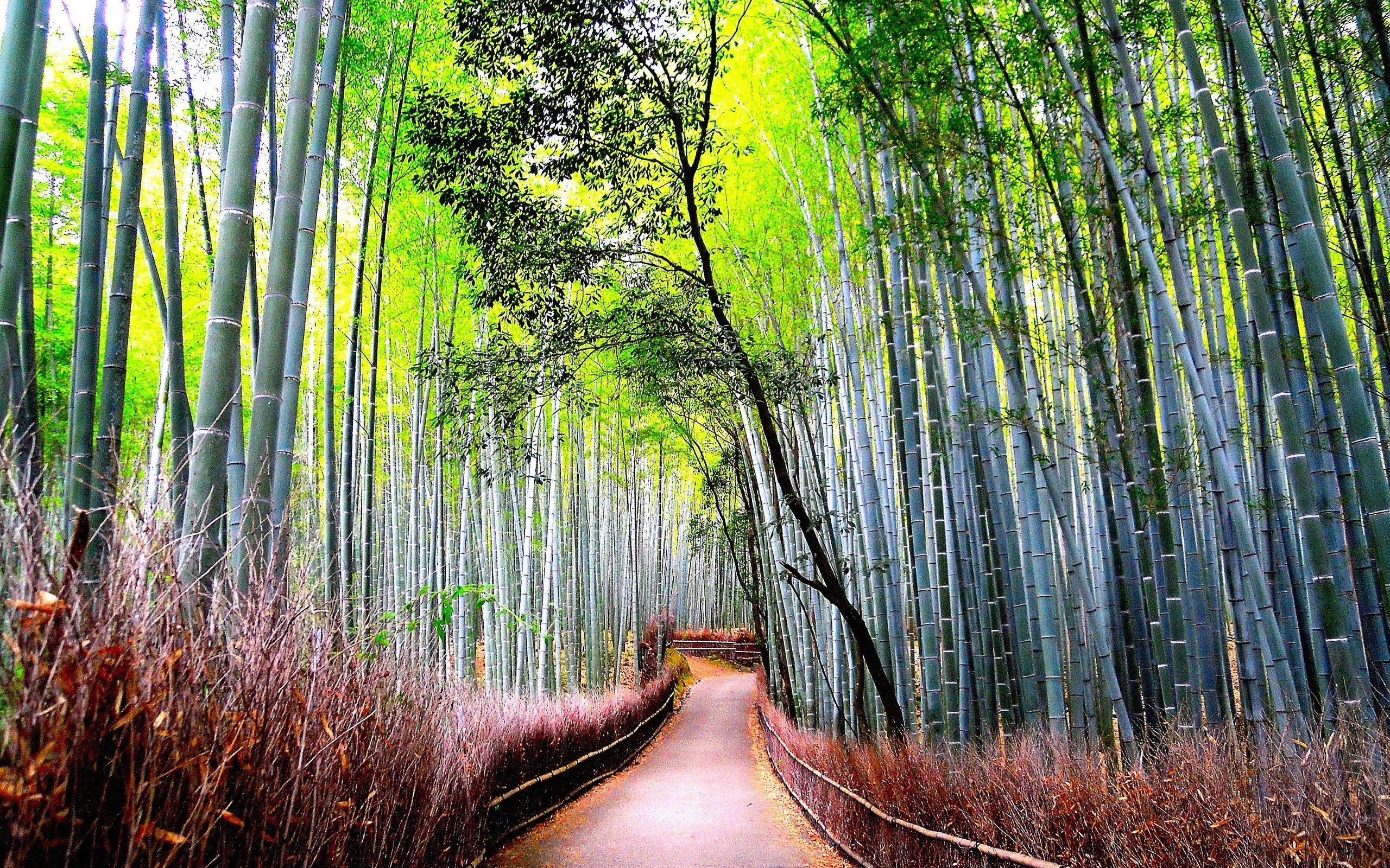Trees: Nature Bamboo Road Forest Cute Wallpaper Download for HD 16:9