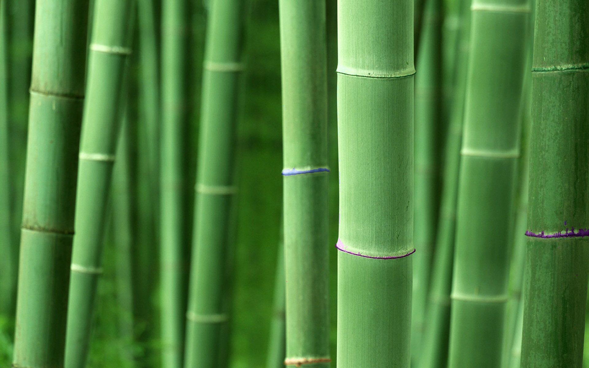 Bamboo Full HD Wallpaper and Background Imagex1200
