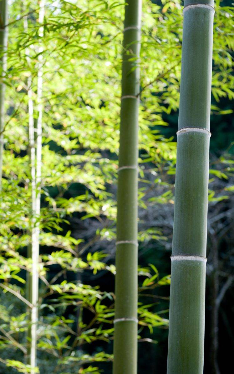 bamboo, Nature, Plants, Forest, Portrait Display Wallpaper HD