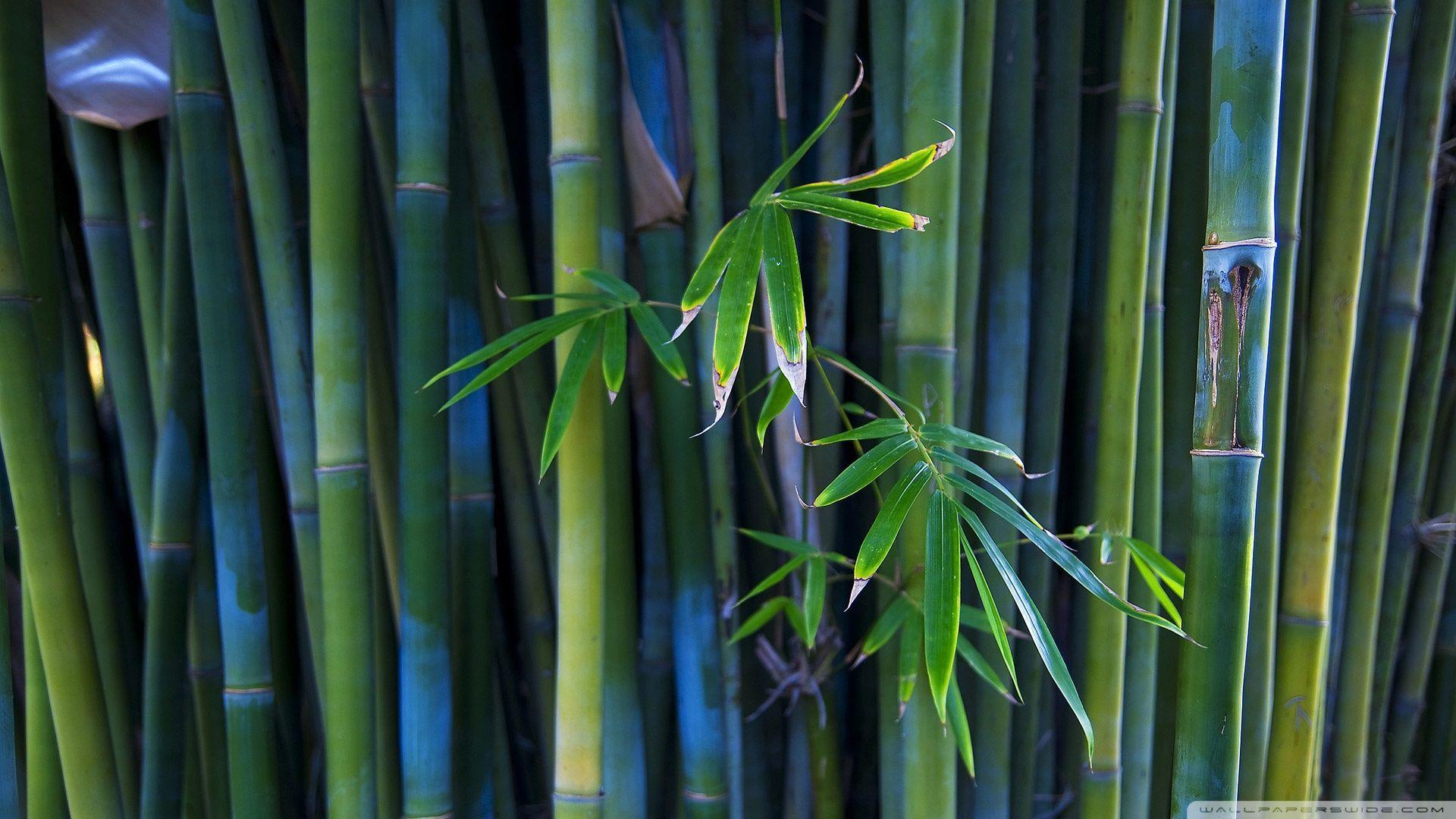 Bamboo Stems HD desktop wallpaper High Definition Fullscreen