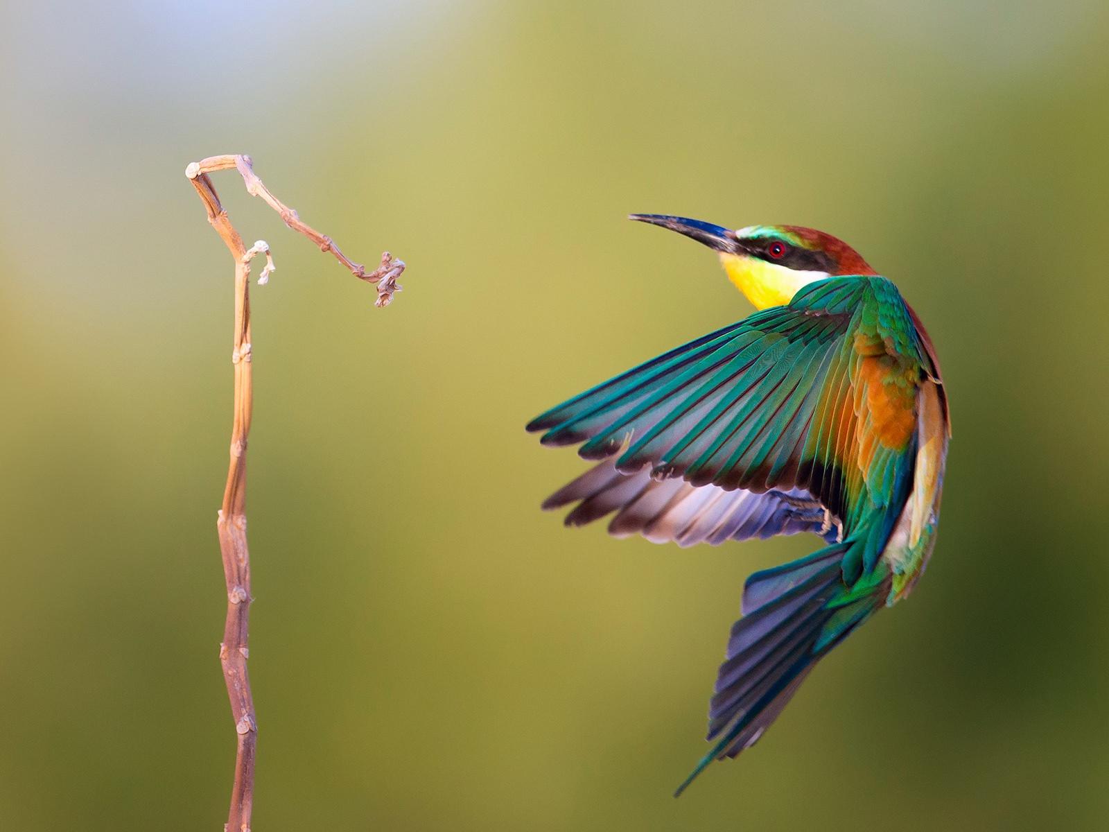 Beautiful Kingfisher Bird Image Free Photo Download