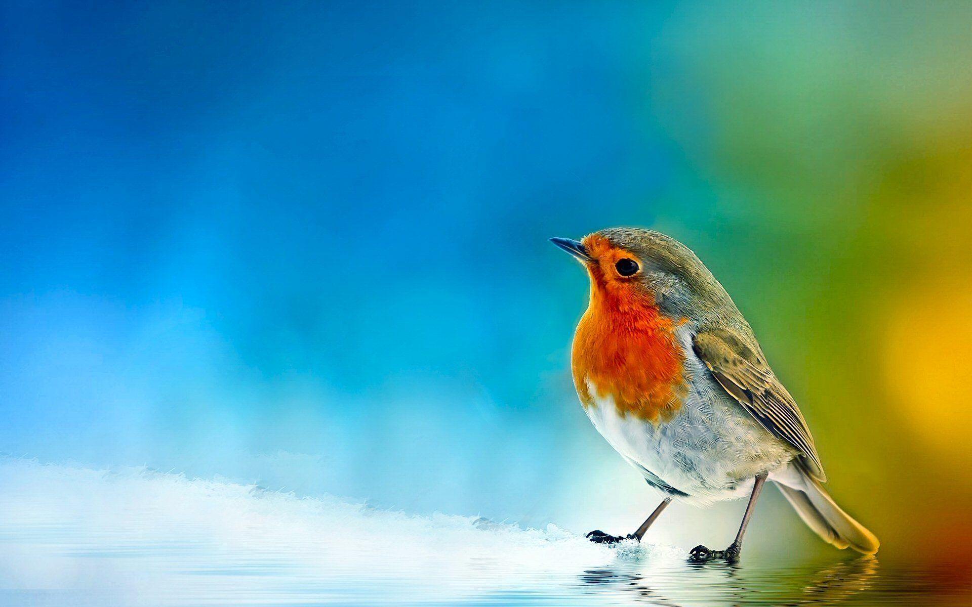 Robin HD Wallpaper and Background Image
