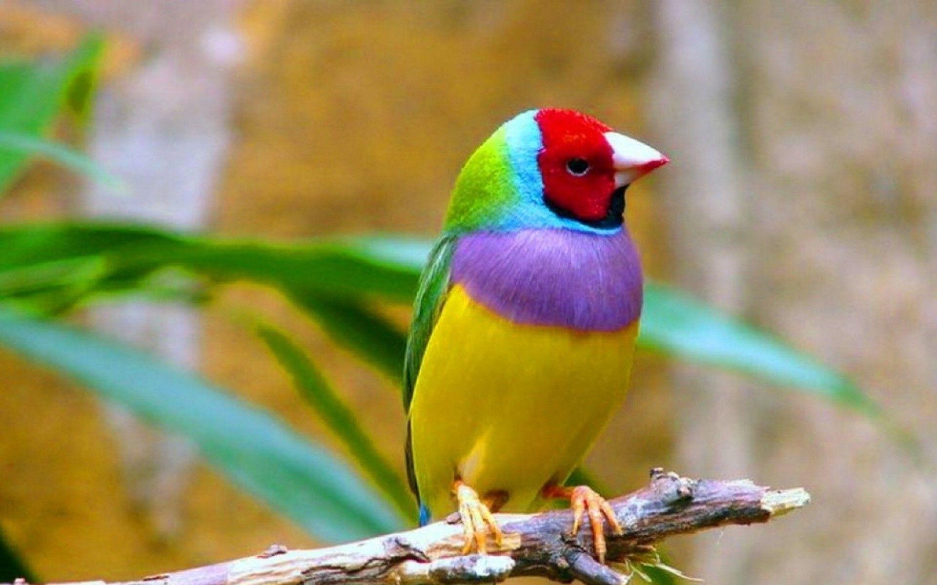 Colorful Birds Flying HD Wallpaper, Background Image
