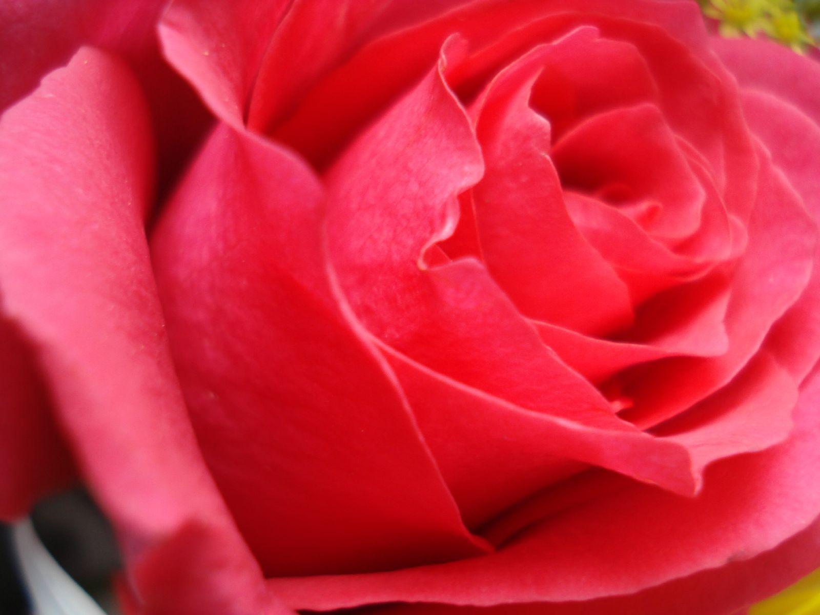 Rose Flower Wallpaper For Desktop