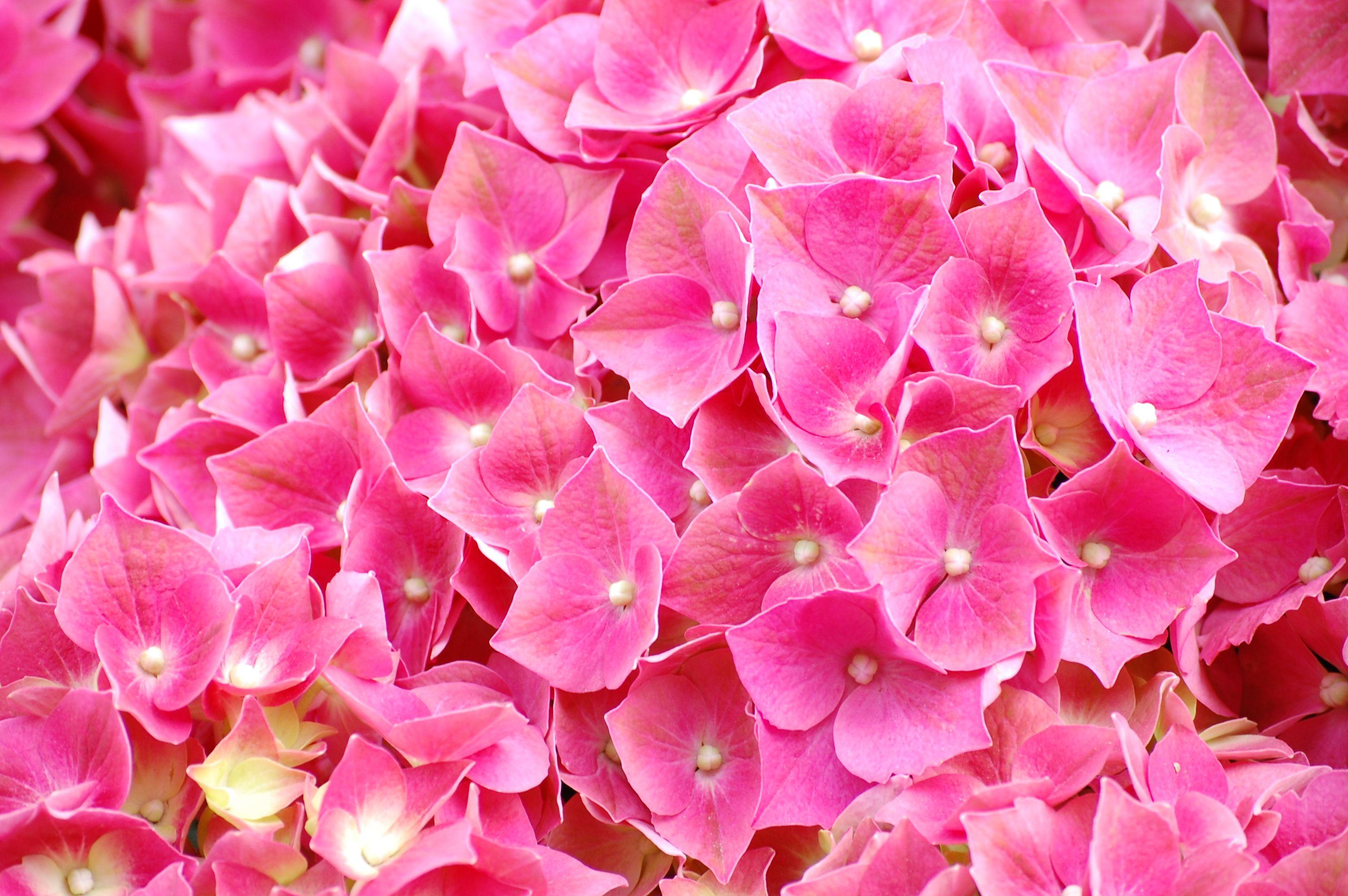 pink fuchsia flowers