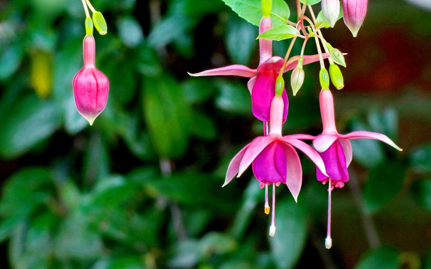 Flowers: Forest Flower Lovely Colorful Flowers Colors Plants Fuchsia