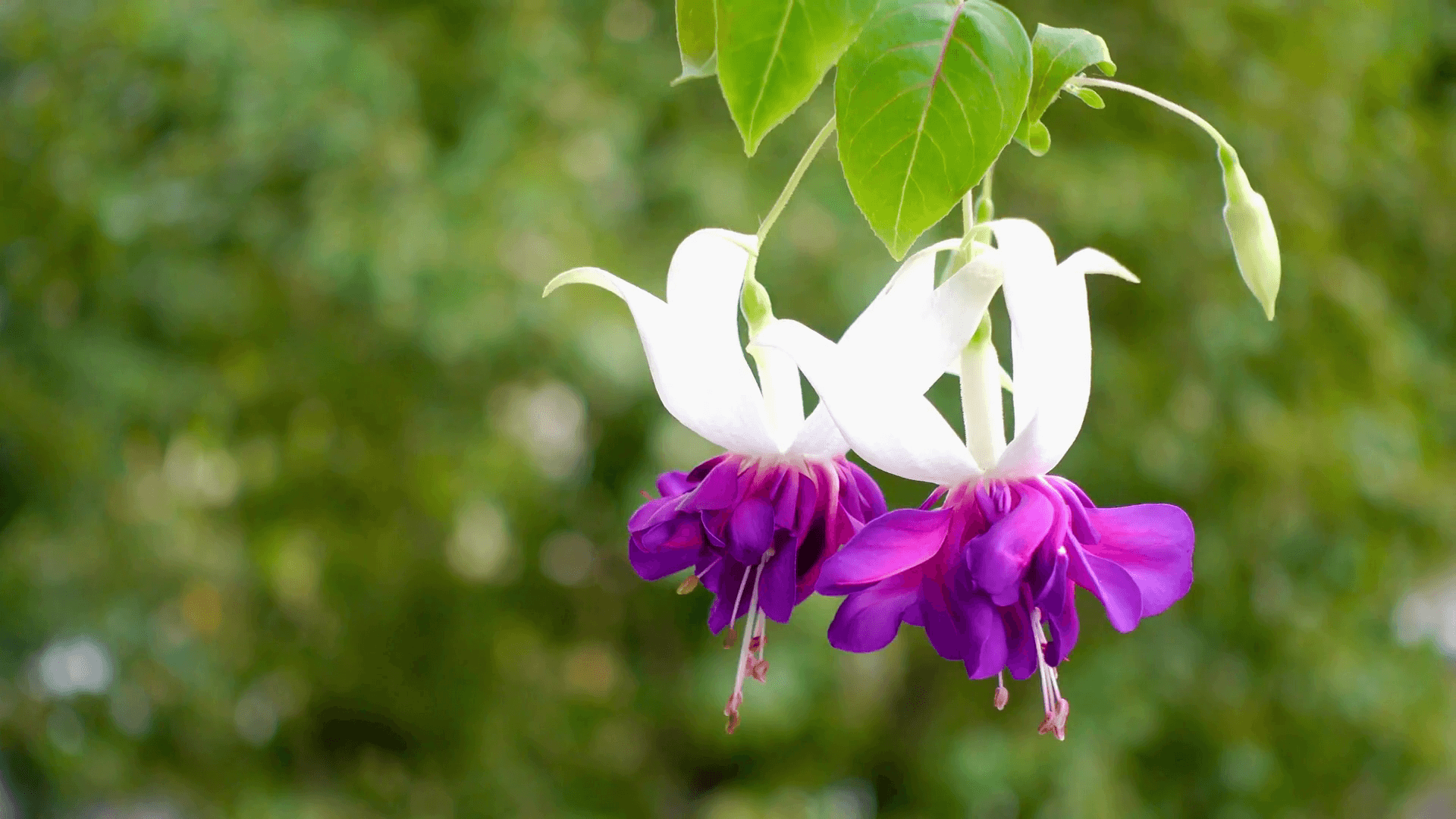 blooming lilac and white fuchsia flower on nature background Stock
