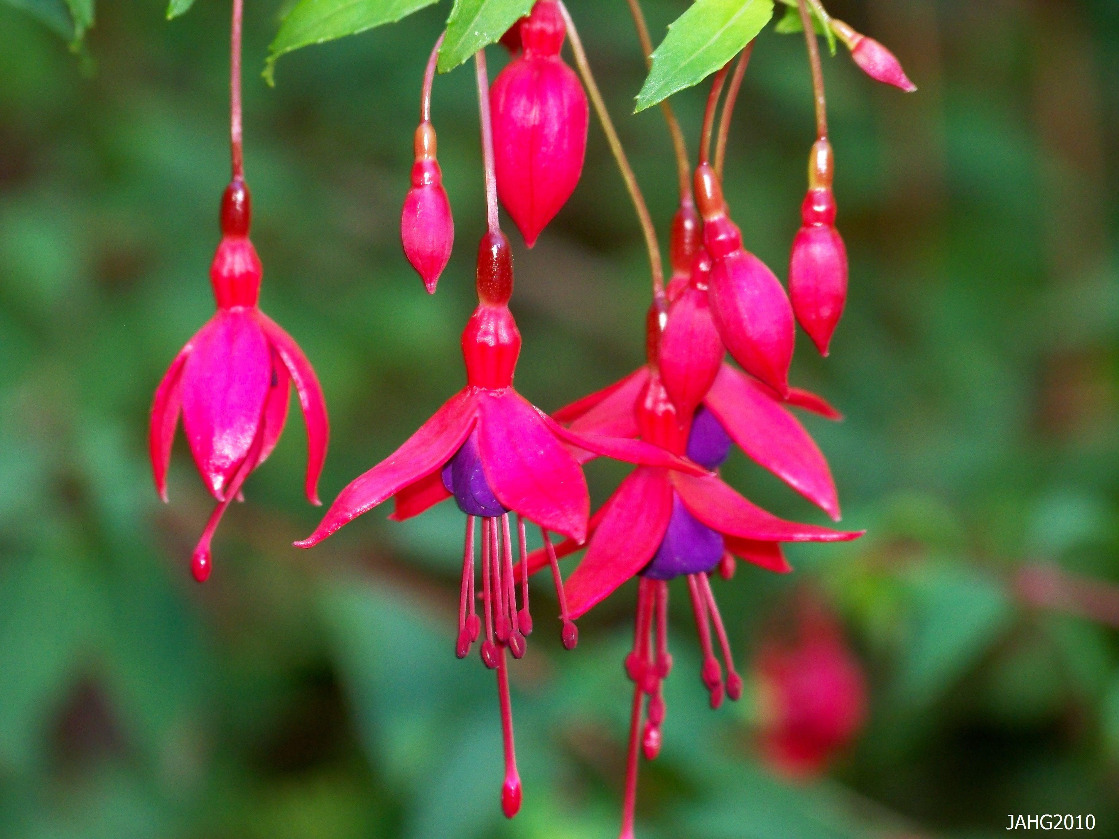 Flowers So Beautiful You Could Wear Them as Earrings. Name That Plant