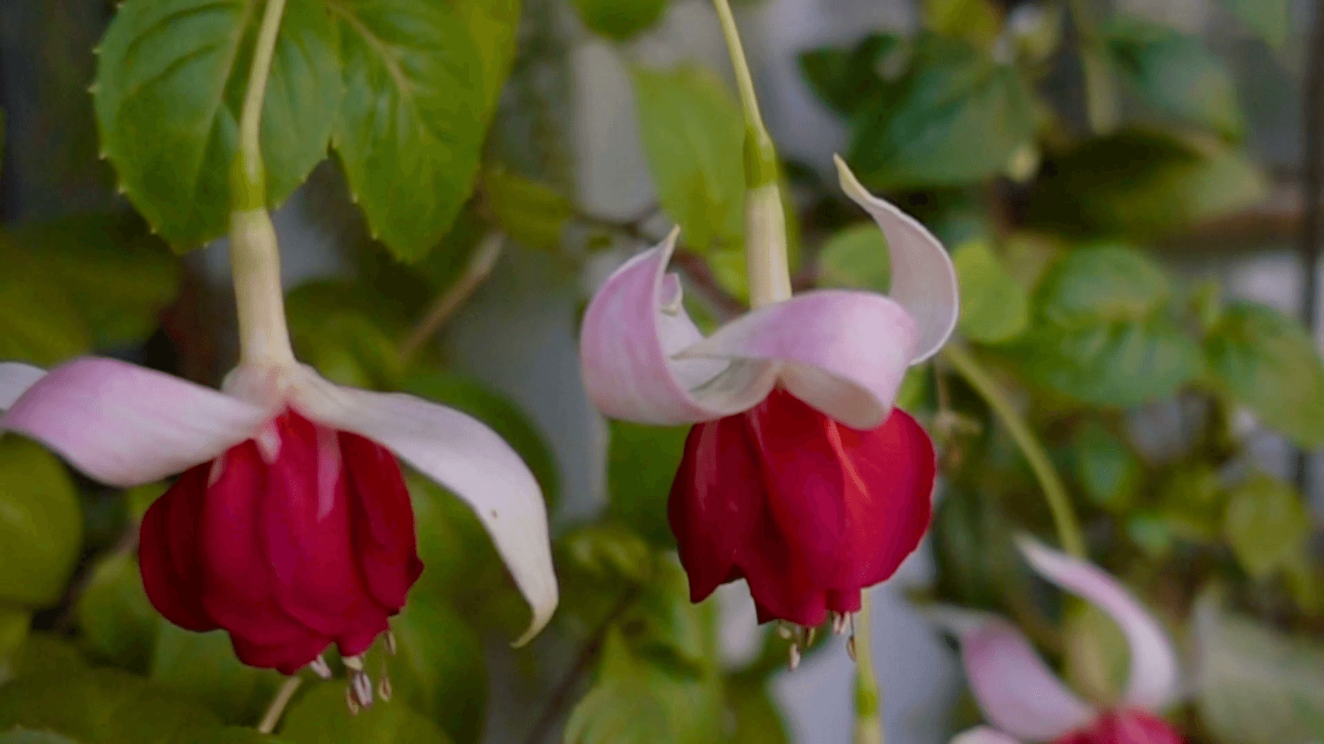 blooming red and white fuchsia flower on nature background, Veenlast