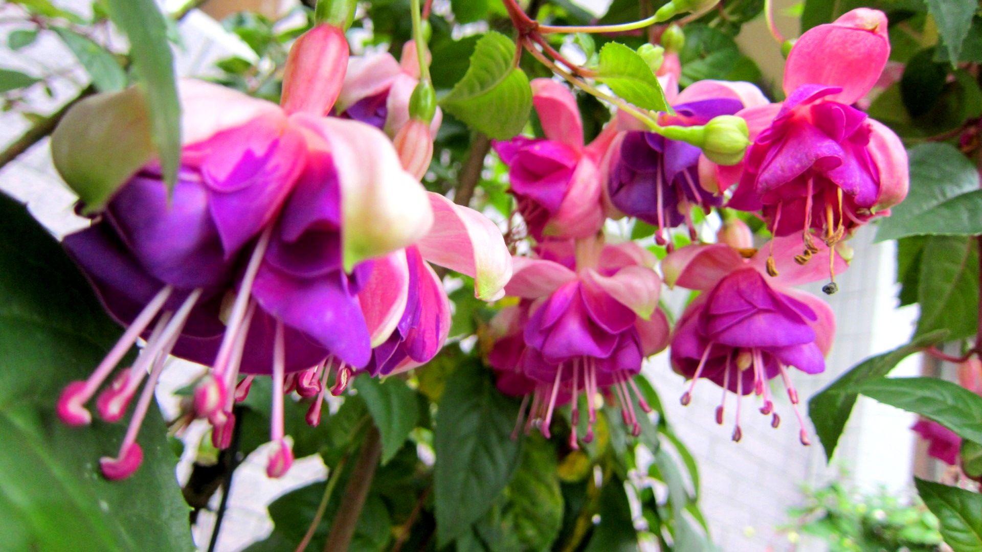 Beautiful Flowers to Grow in Hanging Planters on Your Porch or
