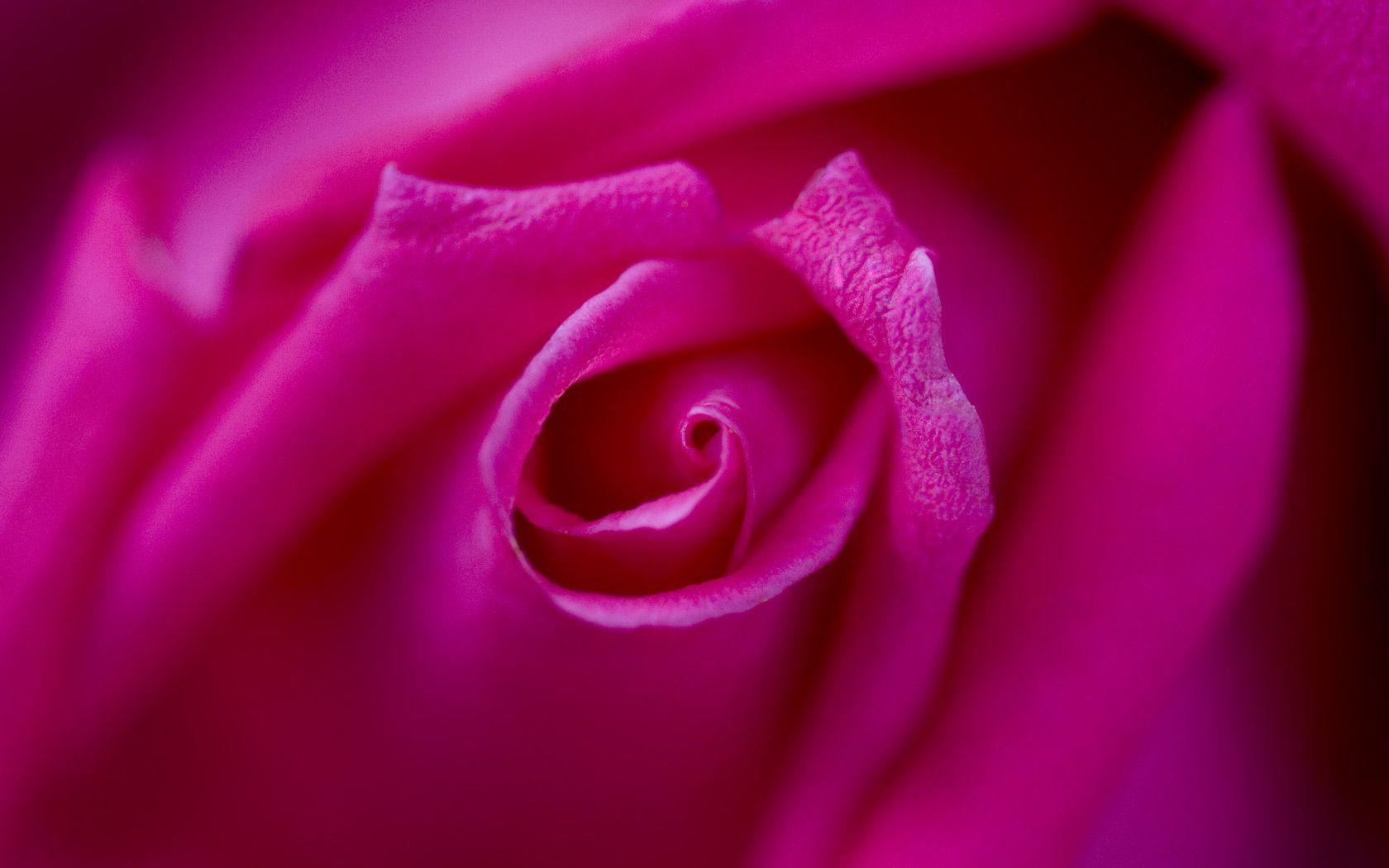 Pink. Beautiful Pink Center of a Rose Background