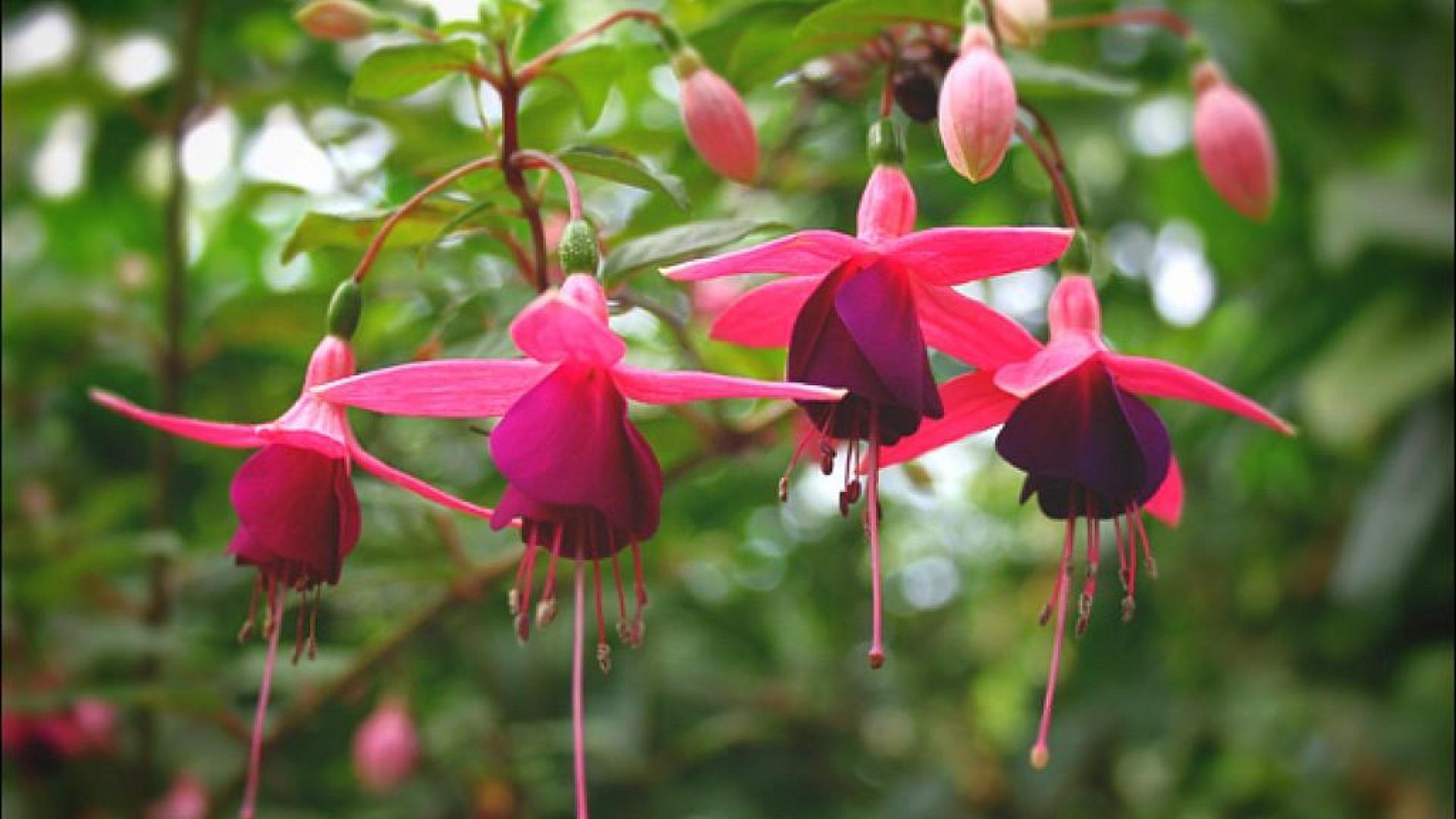 Fuchsia Flow HD Wallpaper, Background Image