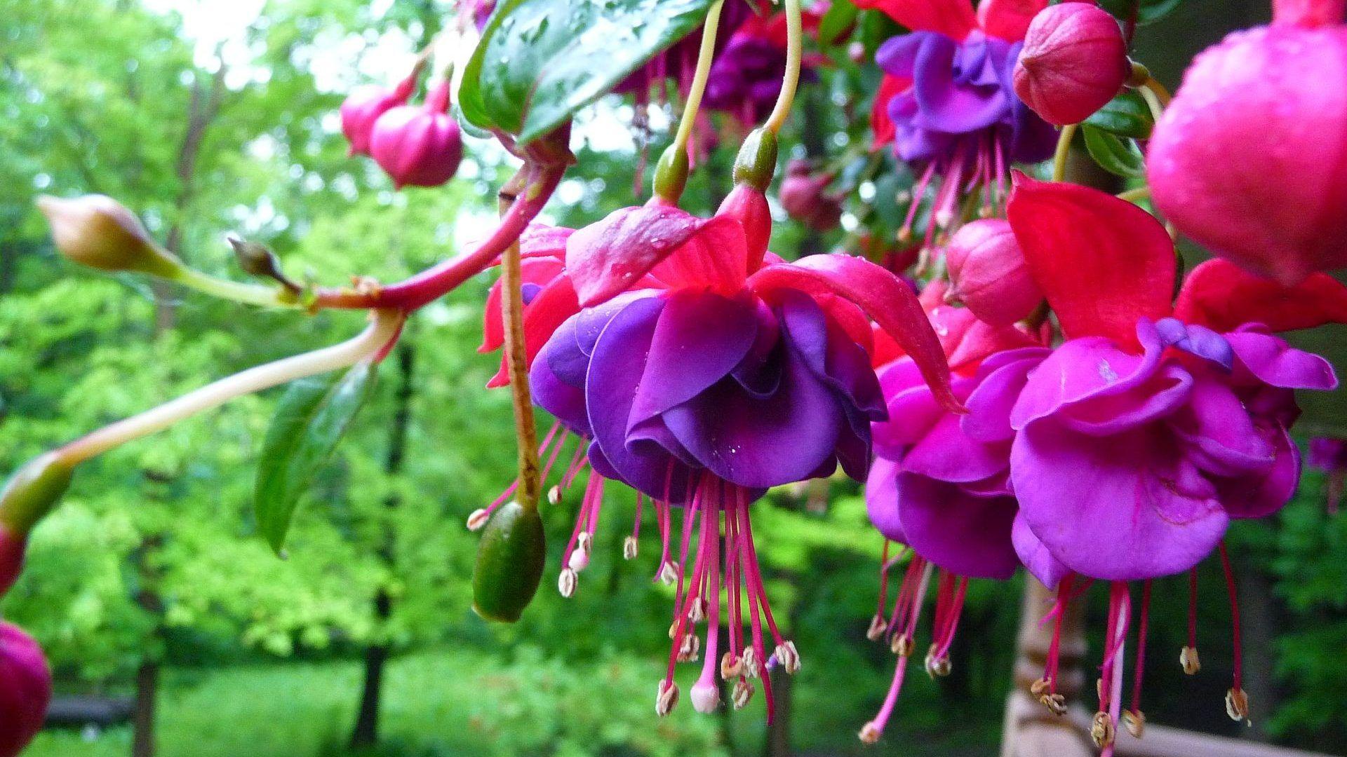 Flowers: Purple Pink Fuchsia Small Flowers Colors Nature Trees