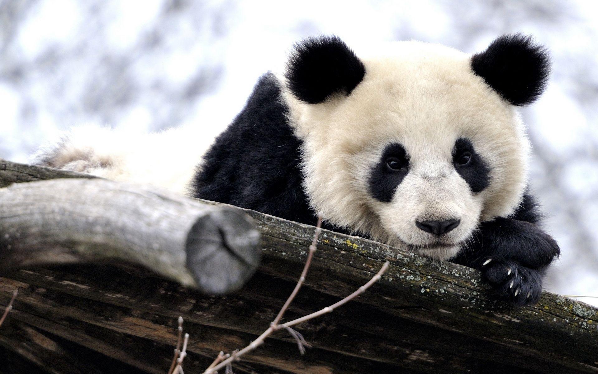 Adorable Panda Wallpaper