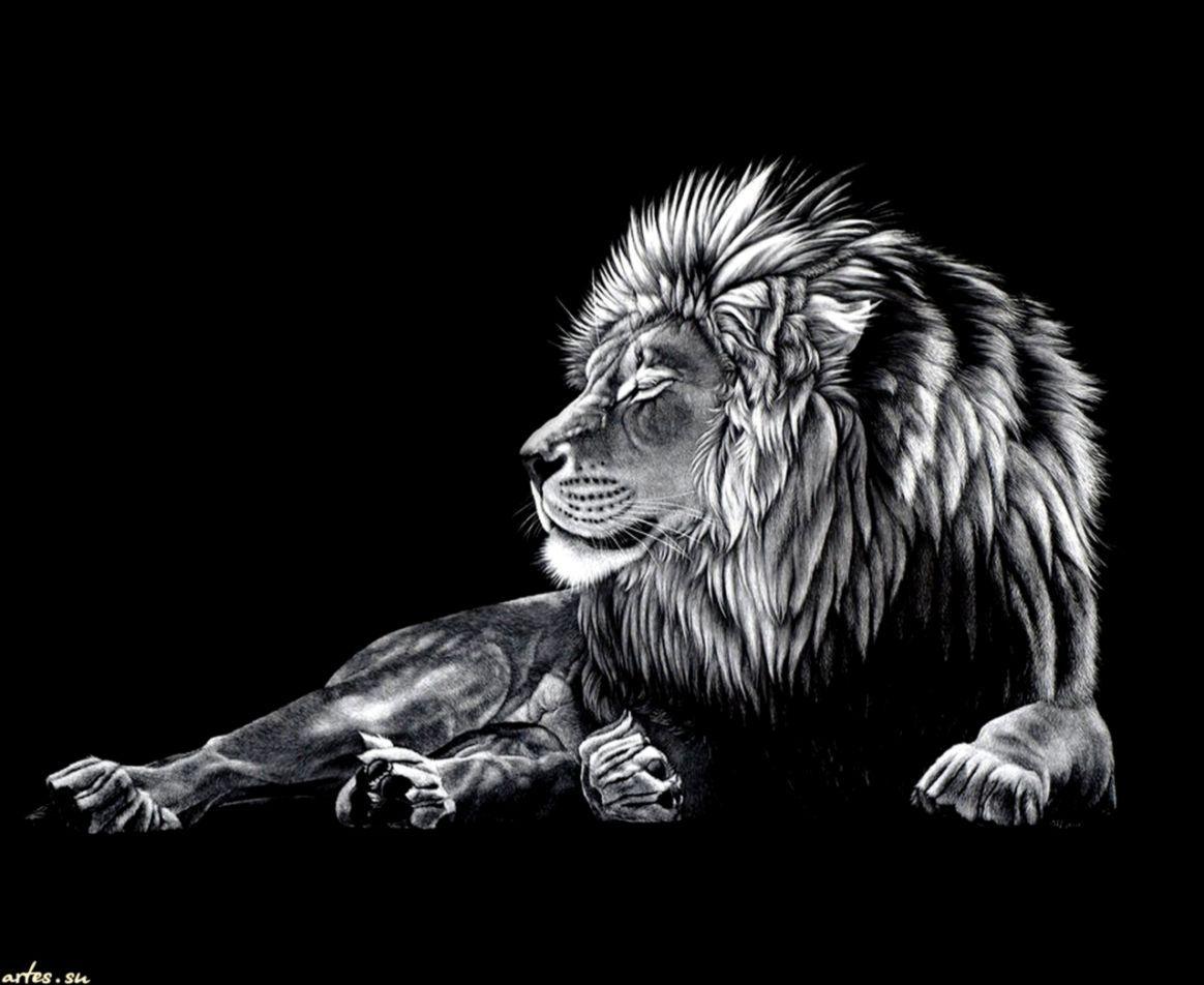 Lion Wallpapers Black And White - Wallpaper Cave