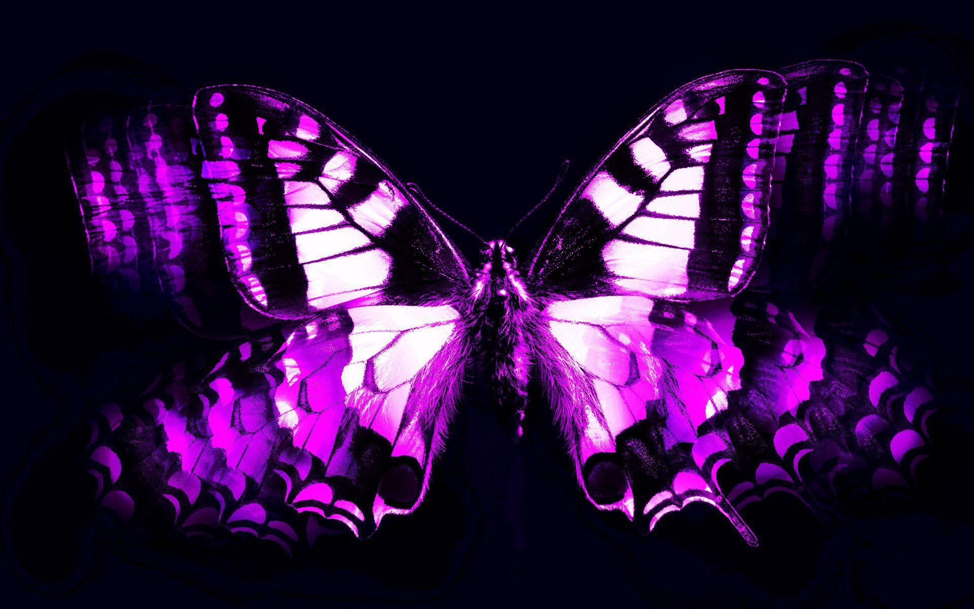 Animated Beautiful Purple Butterflies. Purple Butterfly