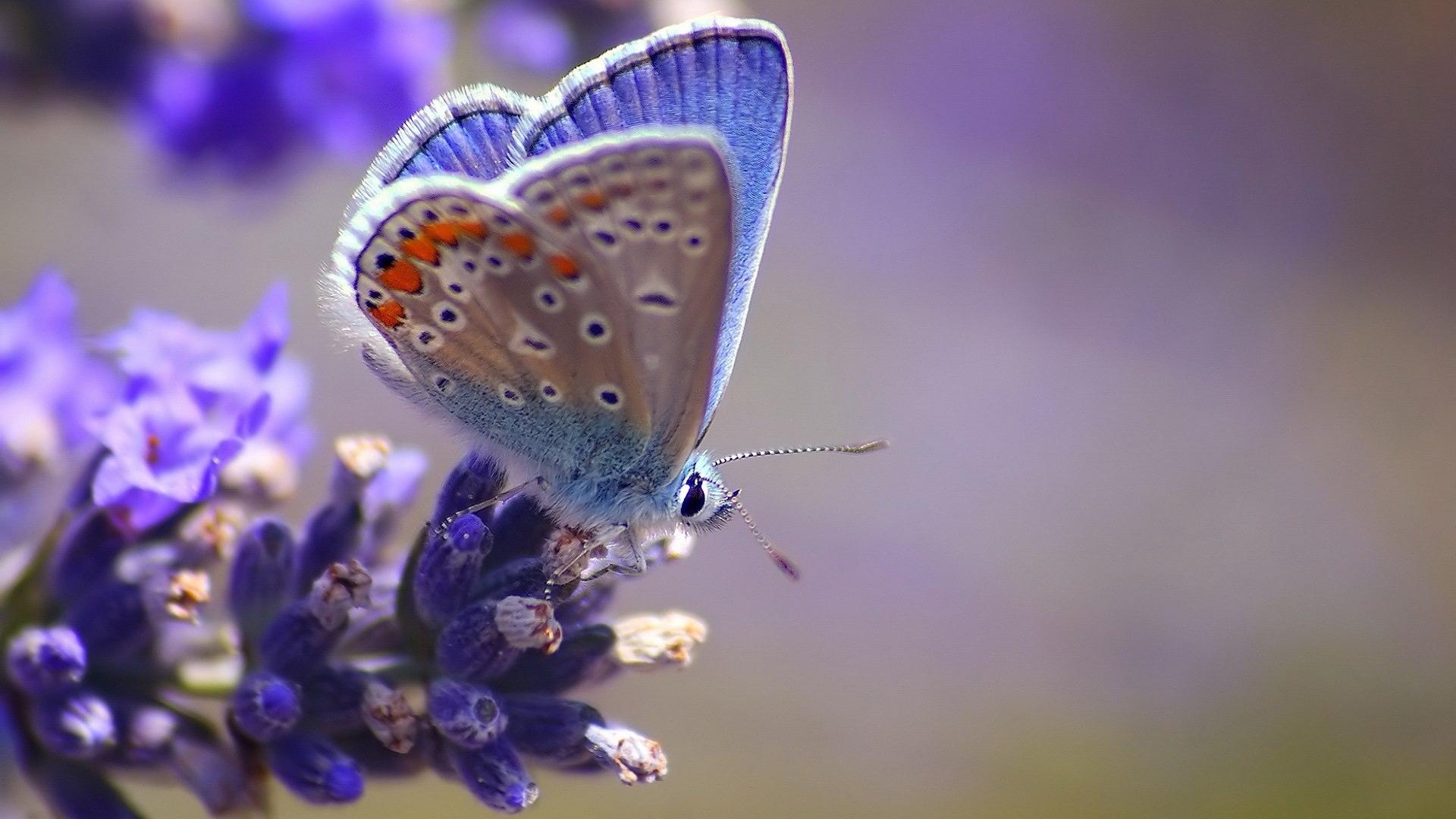 Colourful Butterflies HD Wallpaper