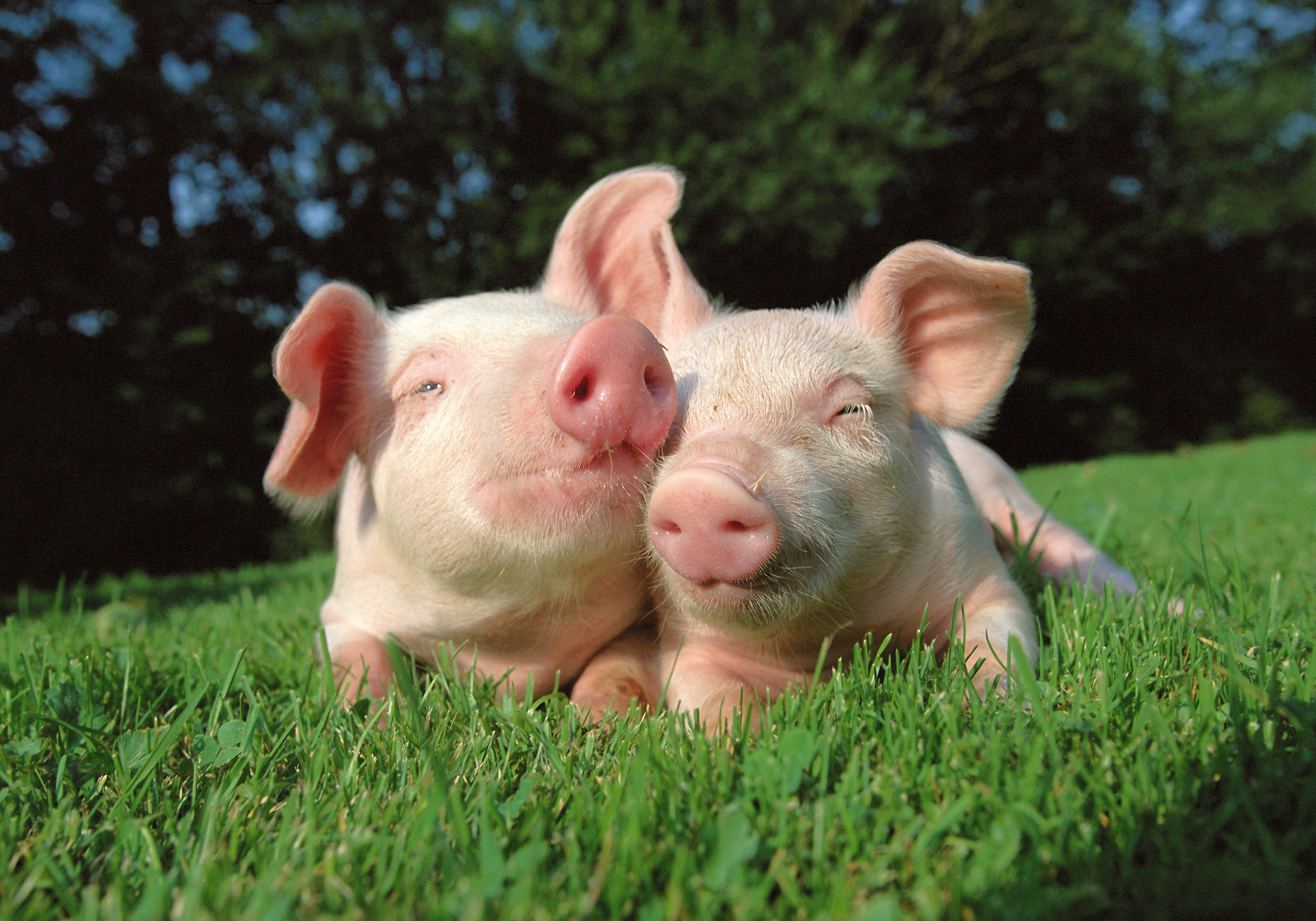 CUTE PIGS. Cute pigs wallpaper and image wallpaper