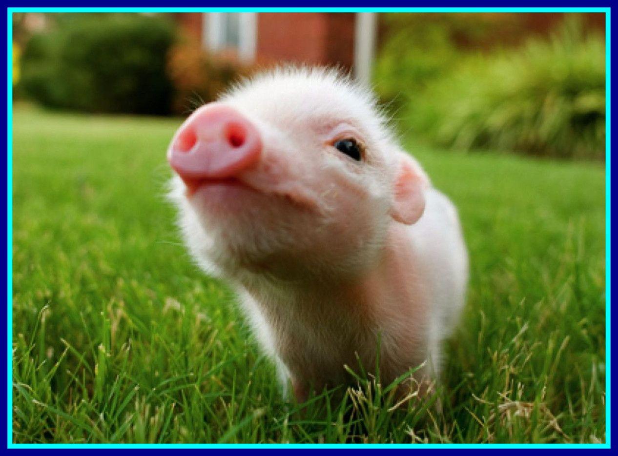 Appealing Cute Pig Live Android Apps And Tests Androidpit Desktop
