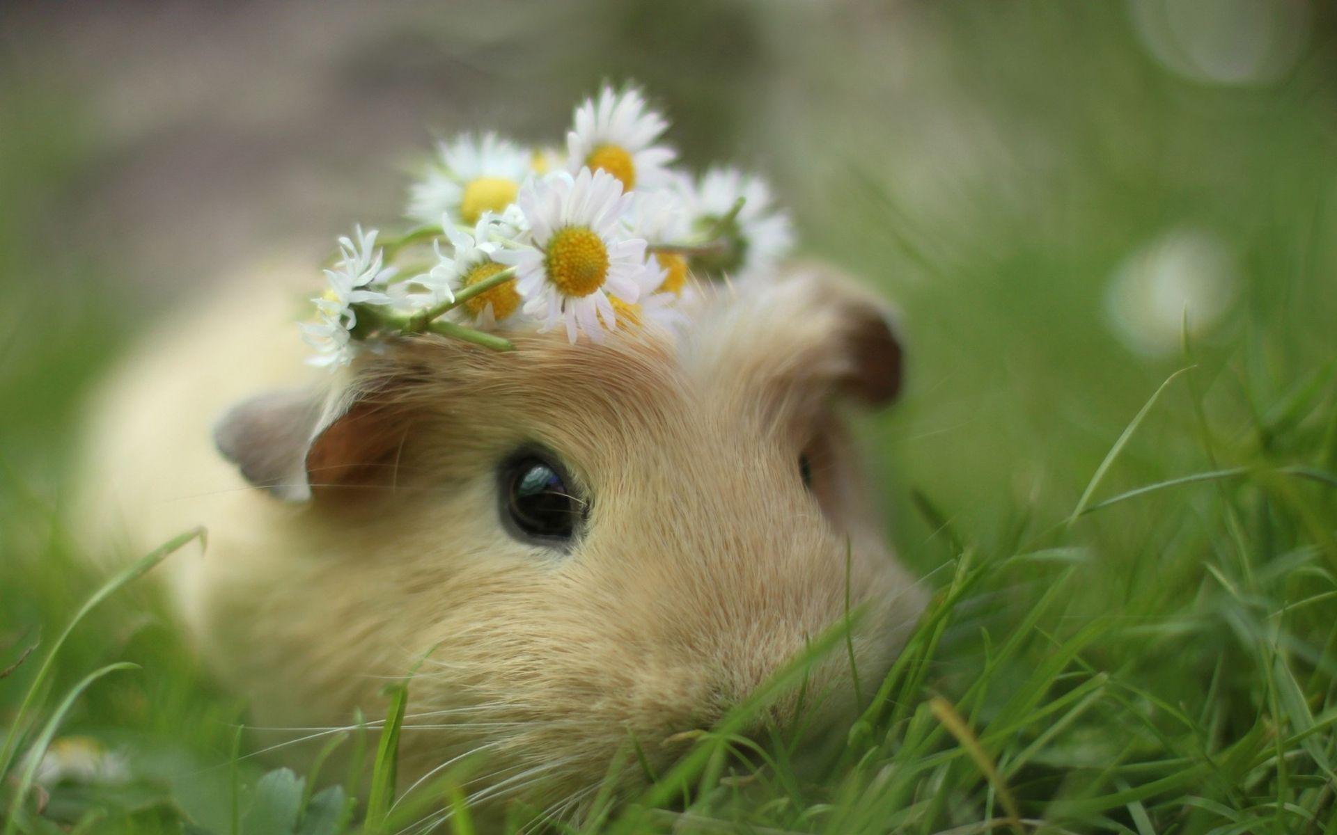 Super Cute Baby Guinea Pigs wallpaper Wallpaper Rodents Guinea pigs