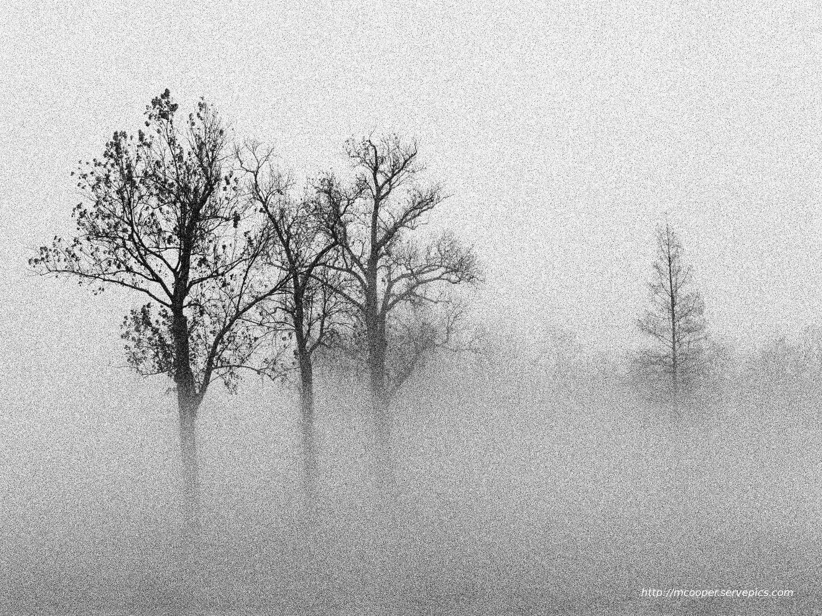 Miscellaneous: Nature Trees Fog Mystery Photography Black White Tao