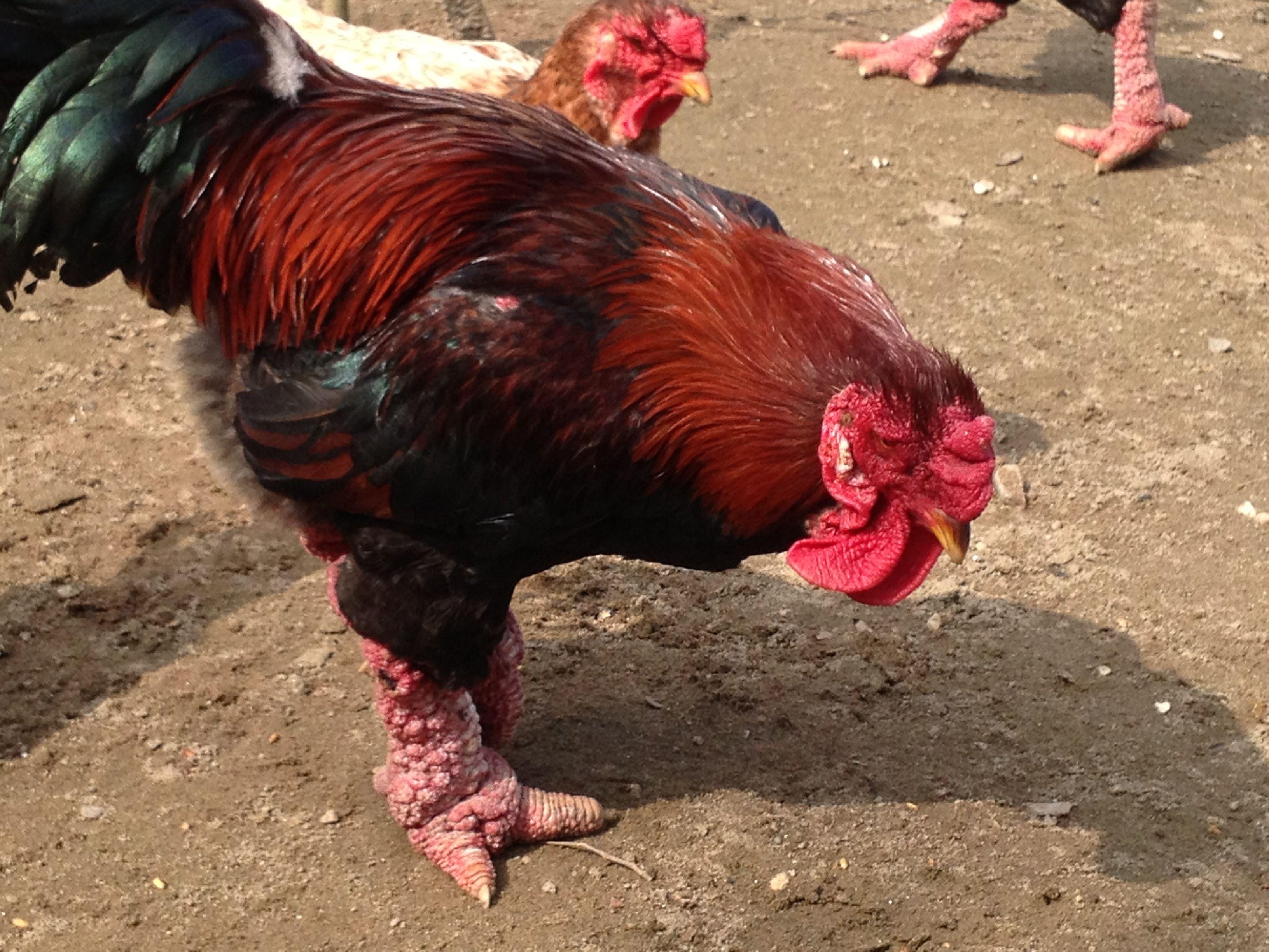 Wallpaper.wiki Chicken Wallpaper HD Ga Dong Tao In Vietnam PIC