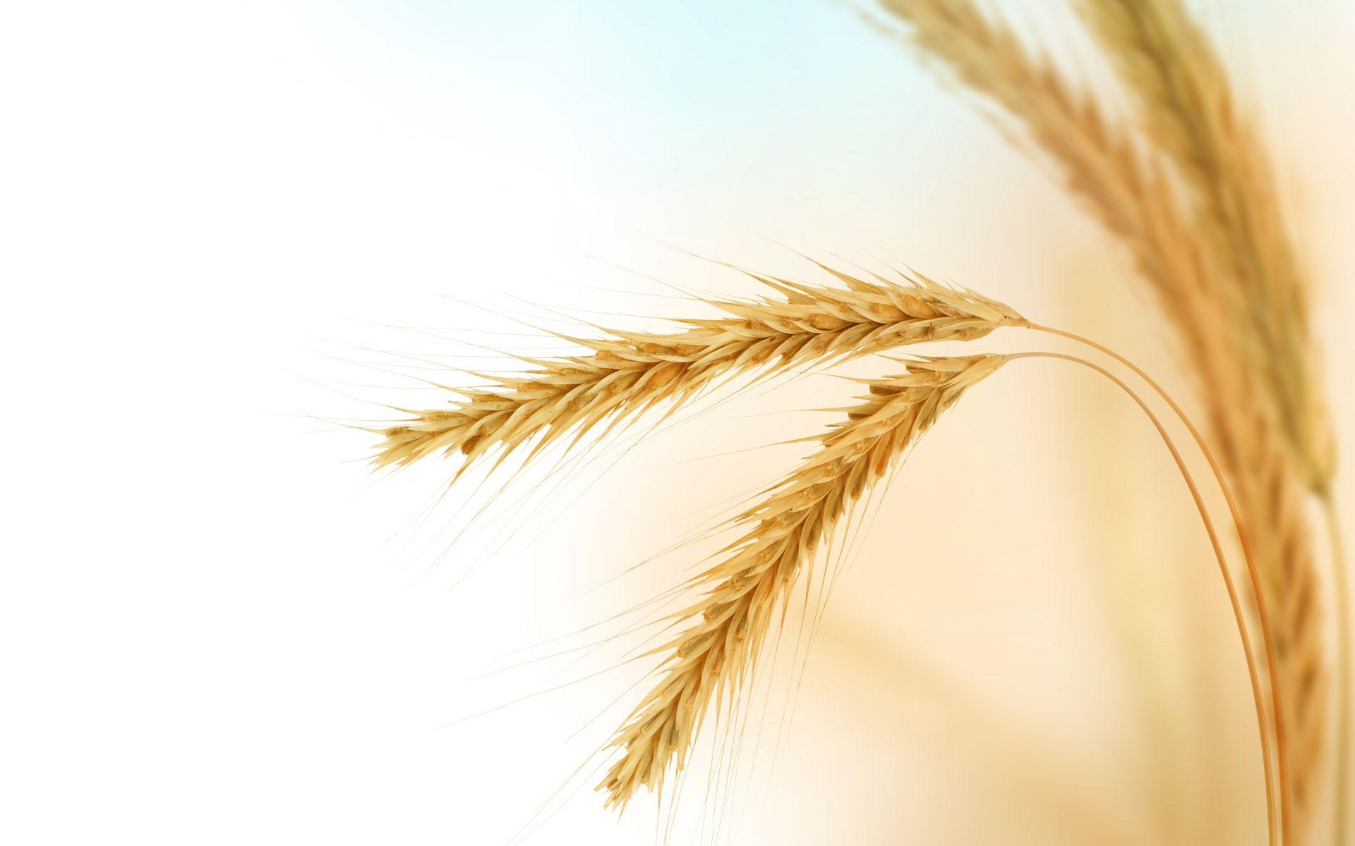 Barley Vector Free Download HD Wallpaper, Background Image