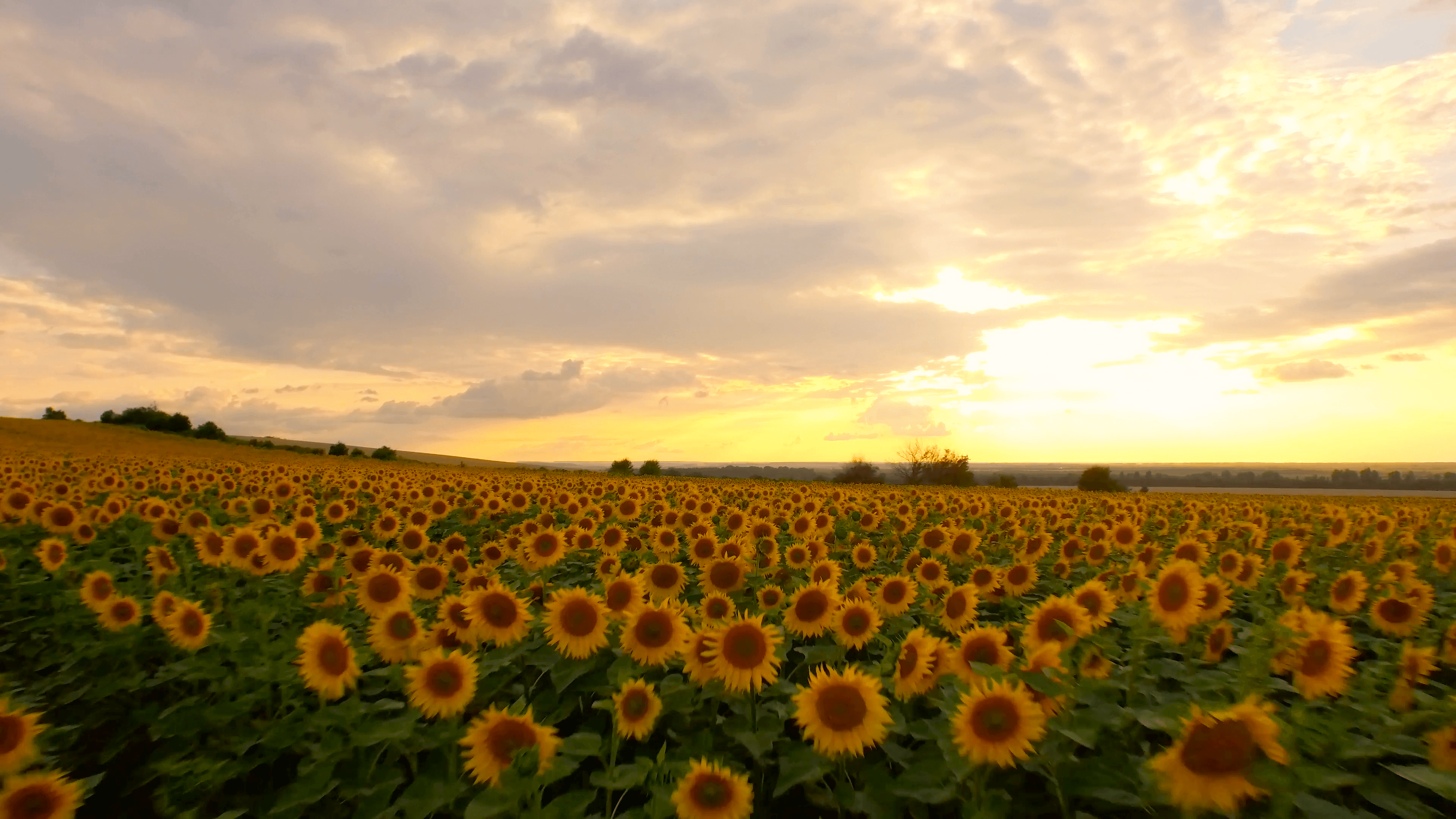 Passing Fly Over Sunflower Field Close Up Aerial Agriculture Sunset