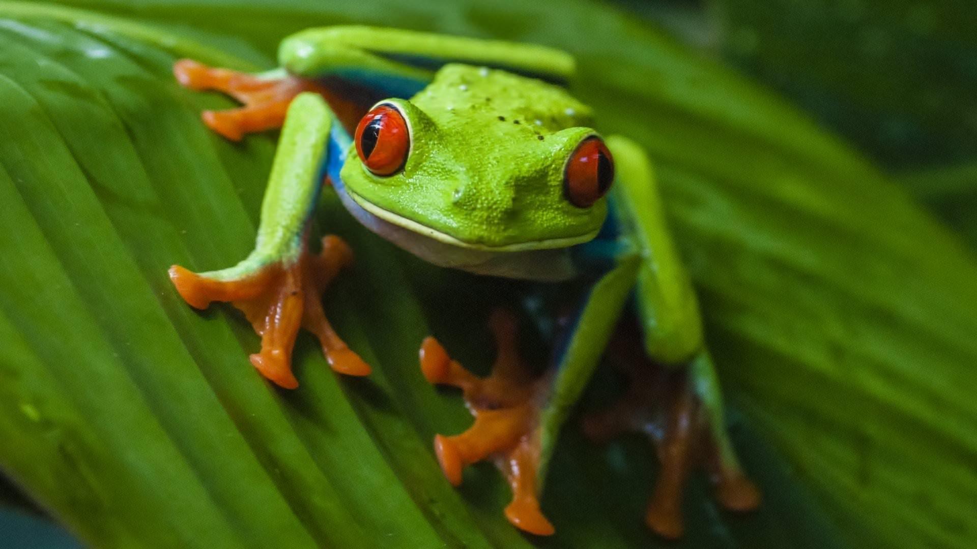 Free Red Eyed Tree Frog high quality wallpapers ID:20208 for hd