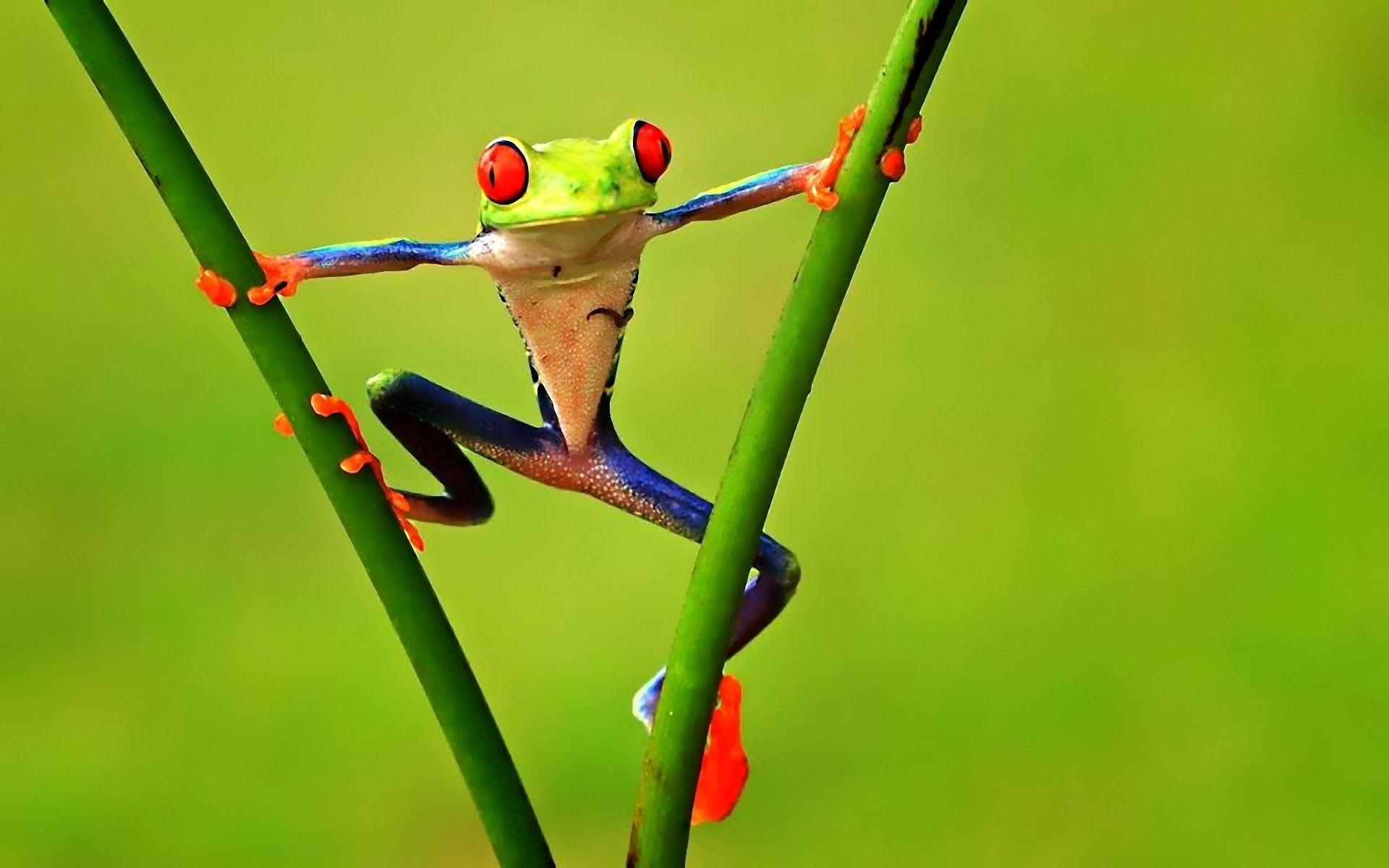 Red Eyed Tree Frog Full HD Wallpaper
