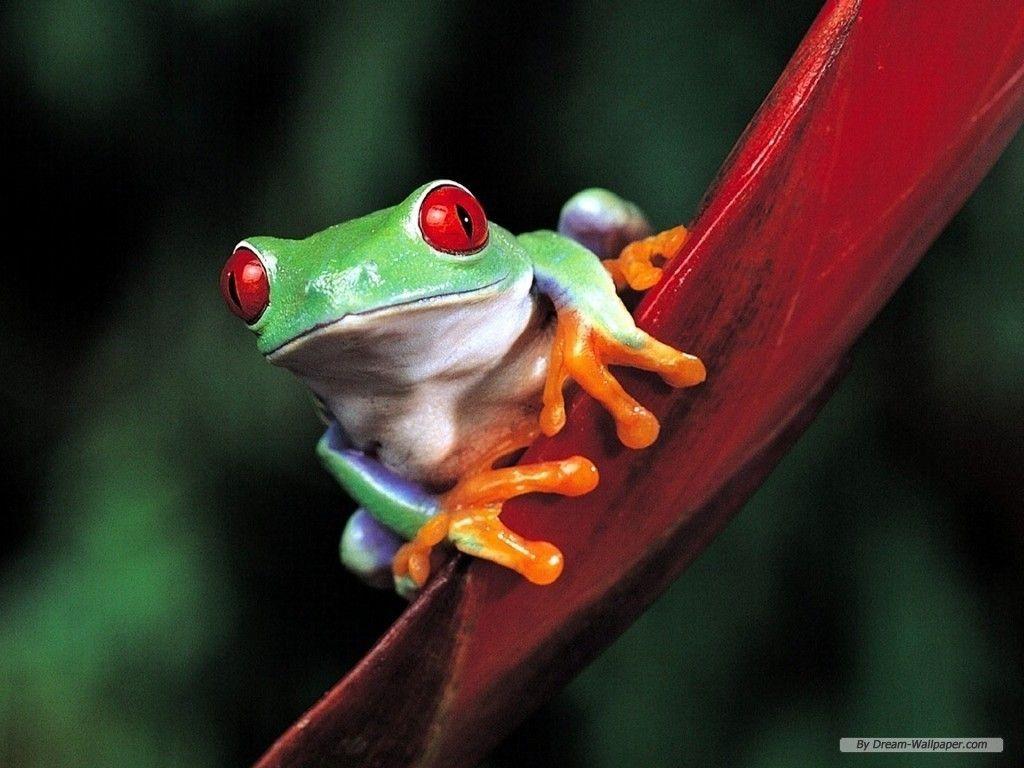 Free 3D Desktop Wallpaper frogs. Frogs Frog Wallpaper