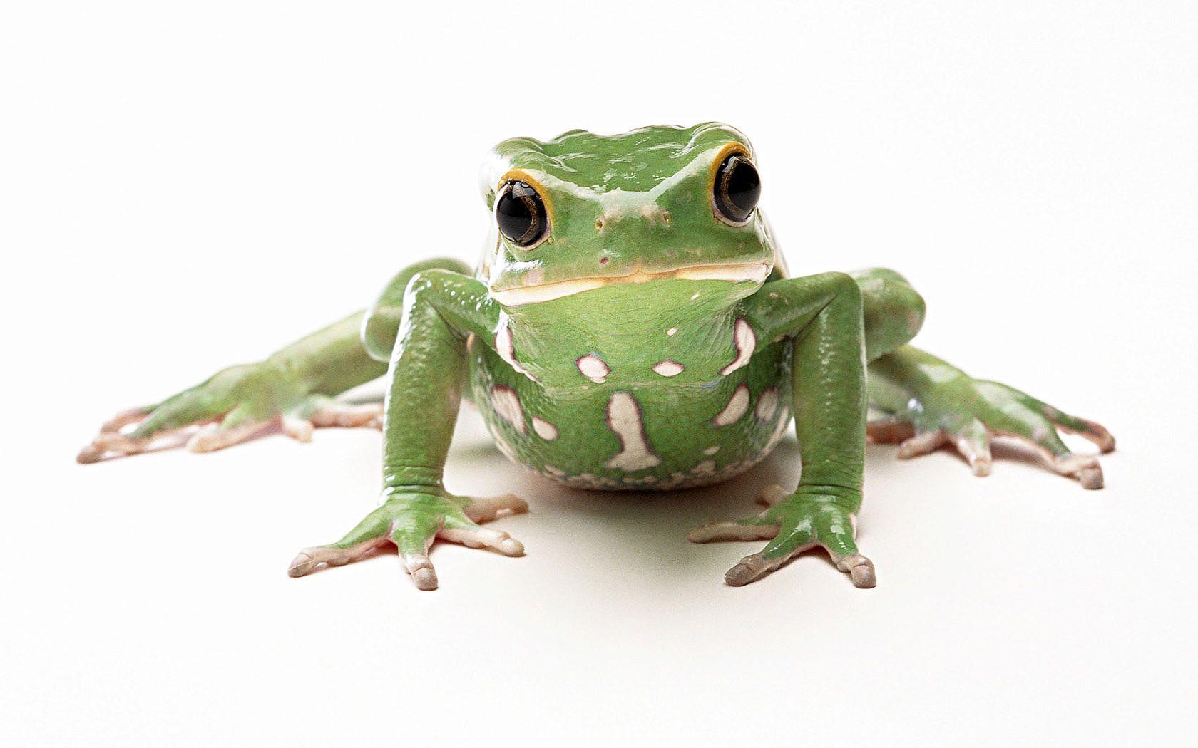 Frog on white background close up image free desktop background