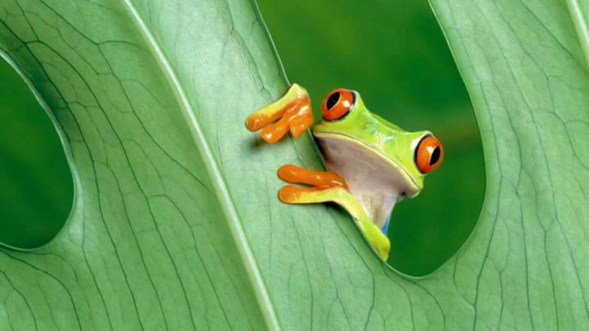 Red Eyed Tree Frog Wallpaper. Wallpaper Studio 10