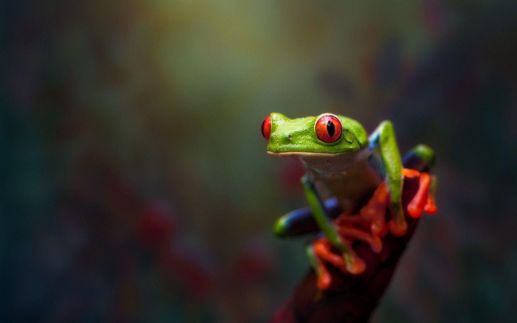 Red Eyed Tree Frog Wallpaper 6 X 1050
