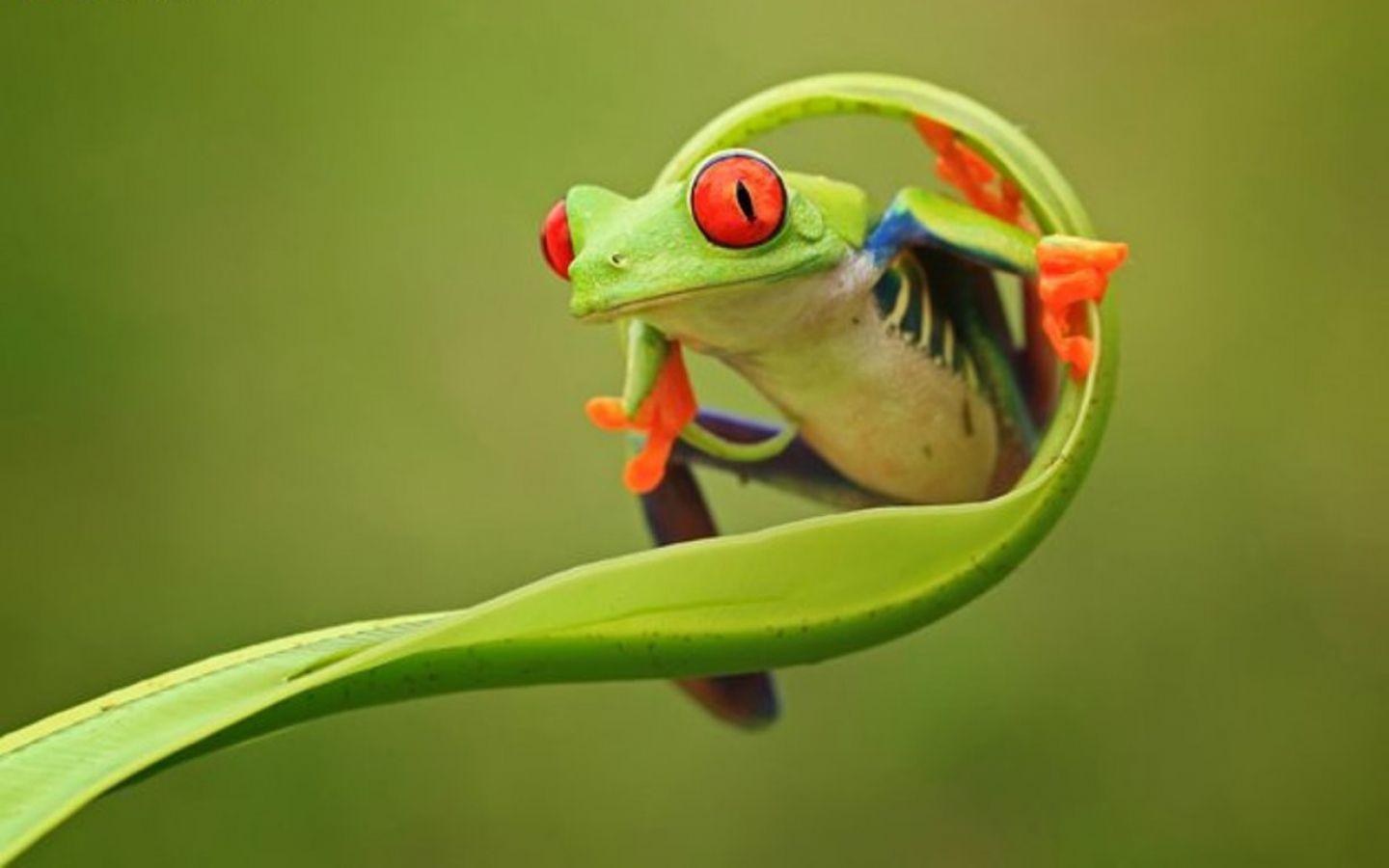 Free Cute Frog Wallpaper Desktop