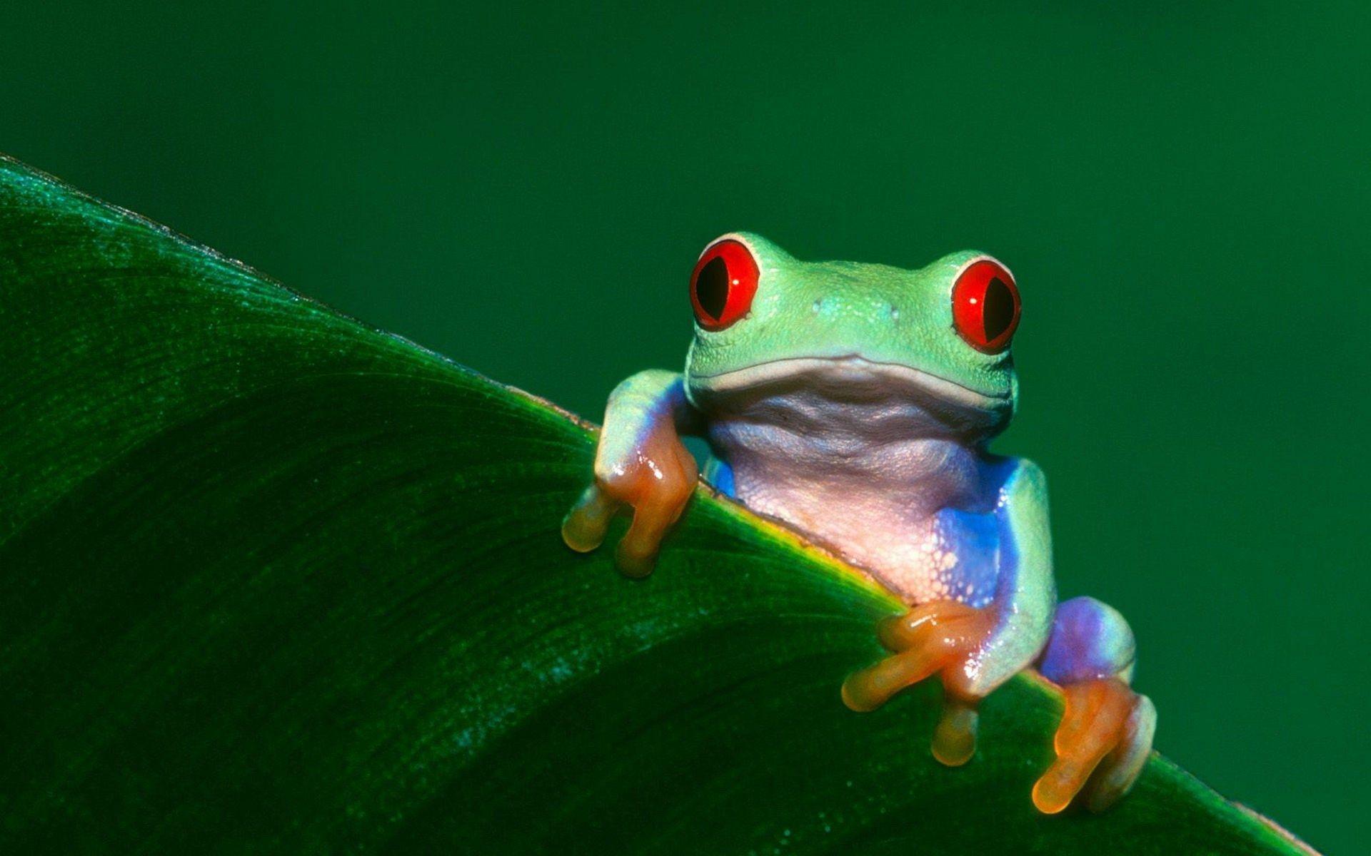 free wallpaper and screensavers for tree frog. hueputalo