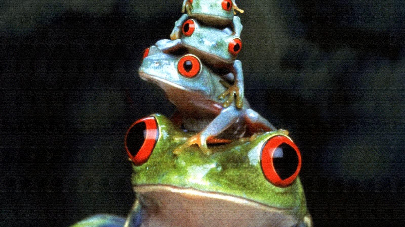 Red Eyed Tree Frog wallpaper 1600x900 desktop background