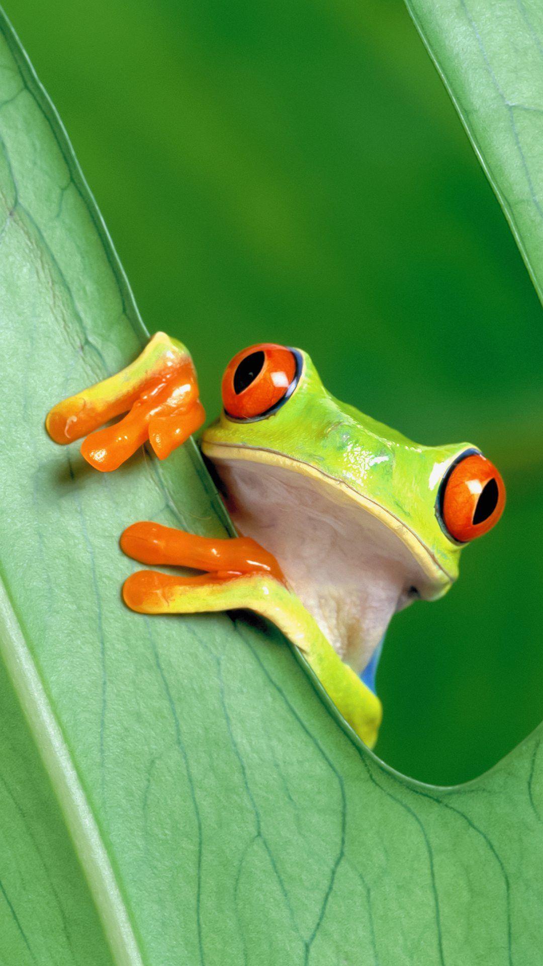 Curious Tree Frog Funny iPhone HD Wallpaper HD Download