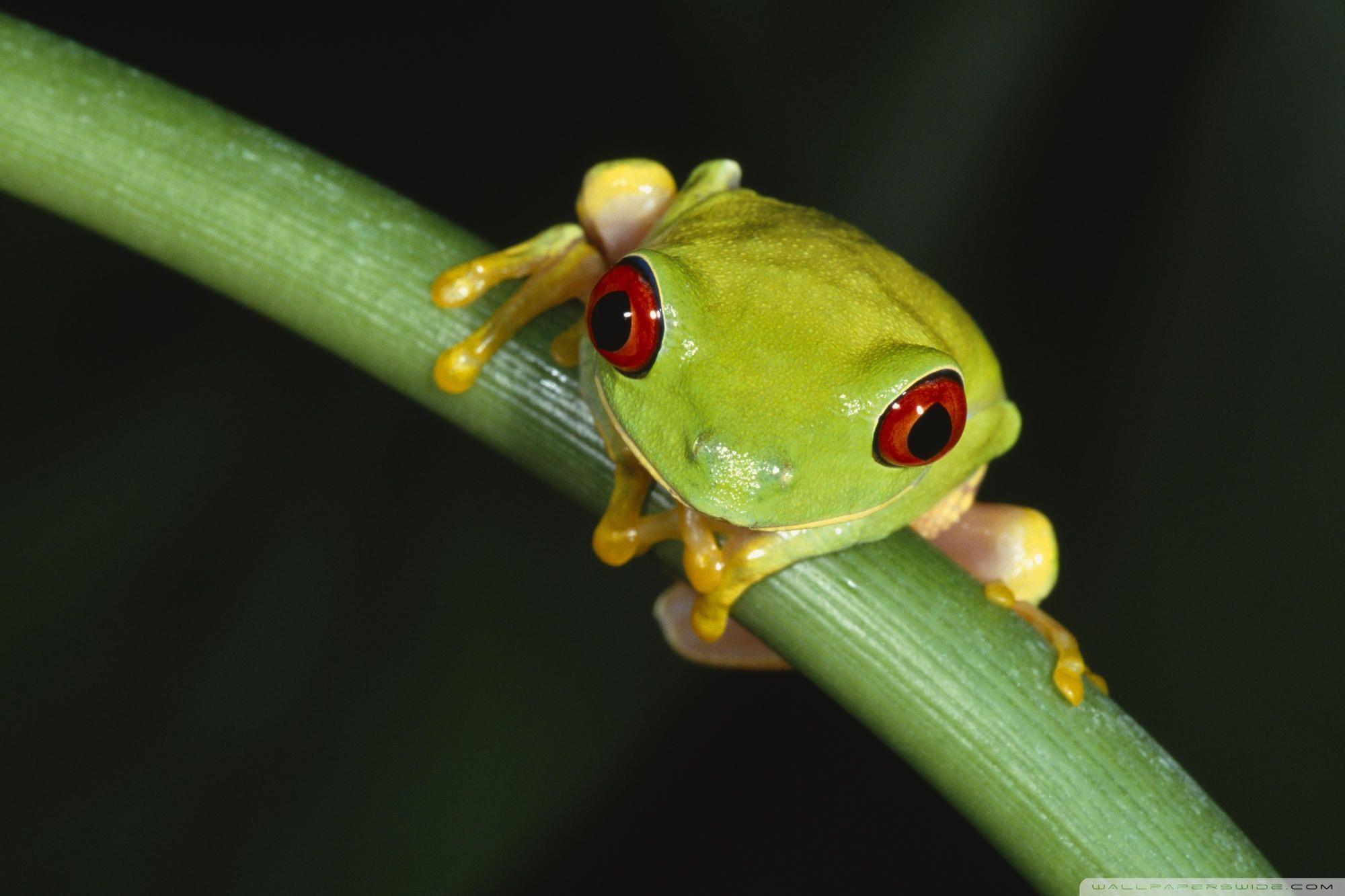 Tree Frog HD Wallpaper, Background Image