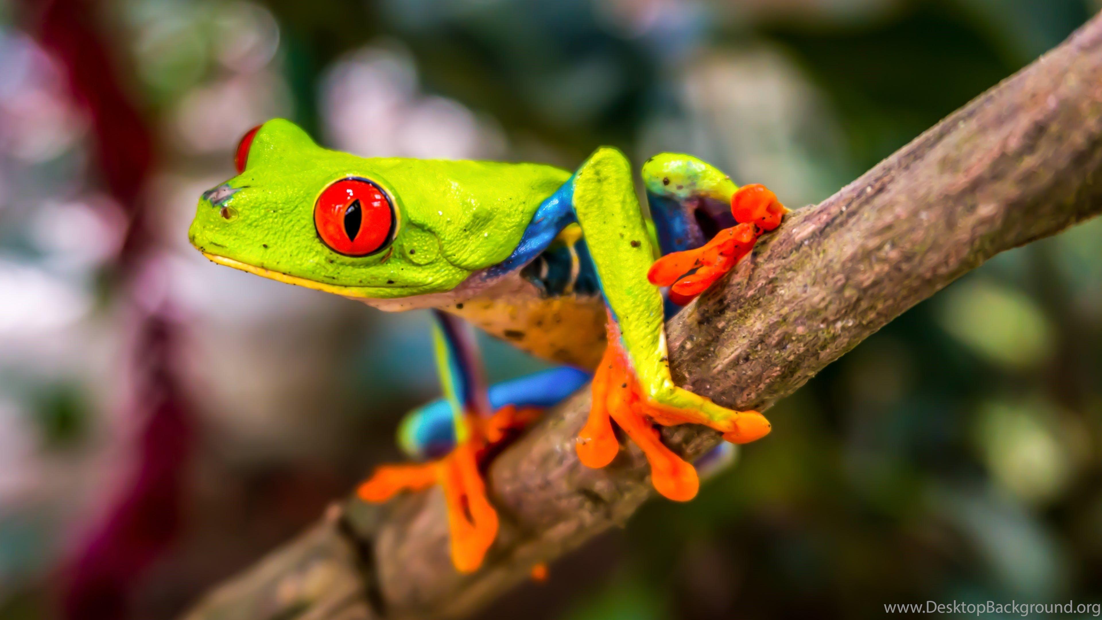 Red Eyed Tree Frog Wallpaper - HD Wallpaper Desktop Background