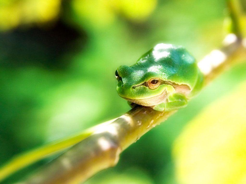 TREE FROGS. Free Happy Tree Frog Wallpaper The Free