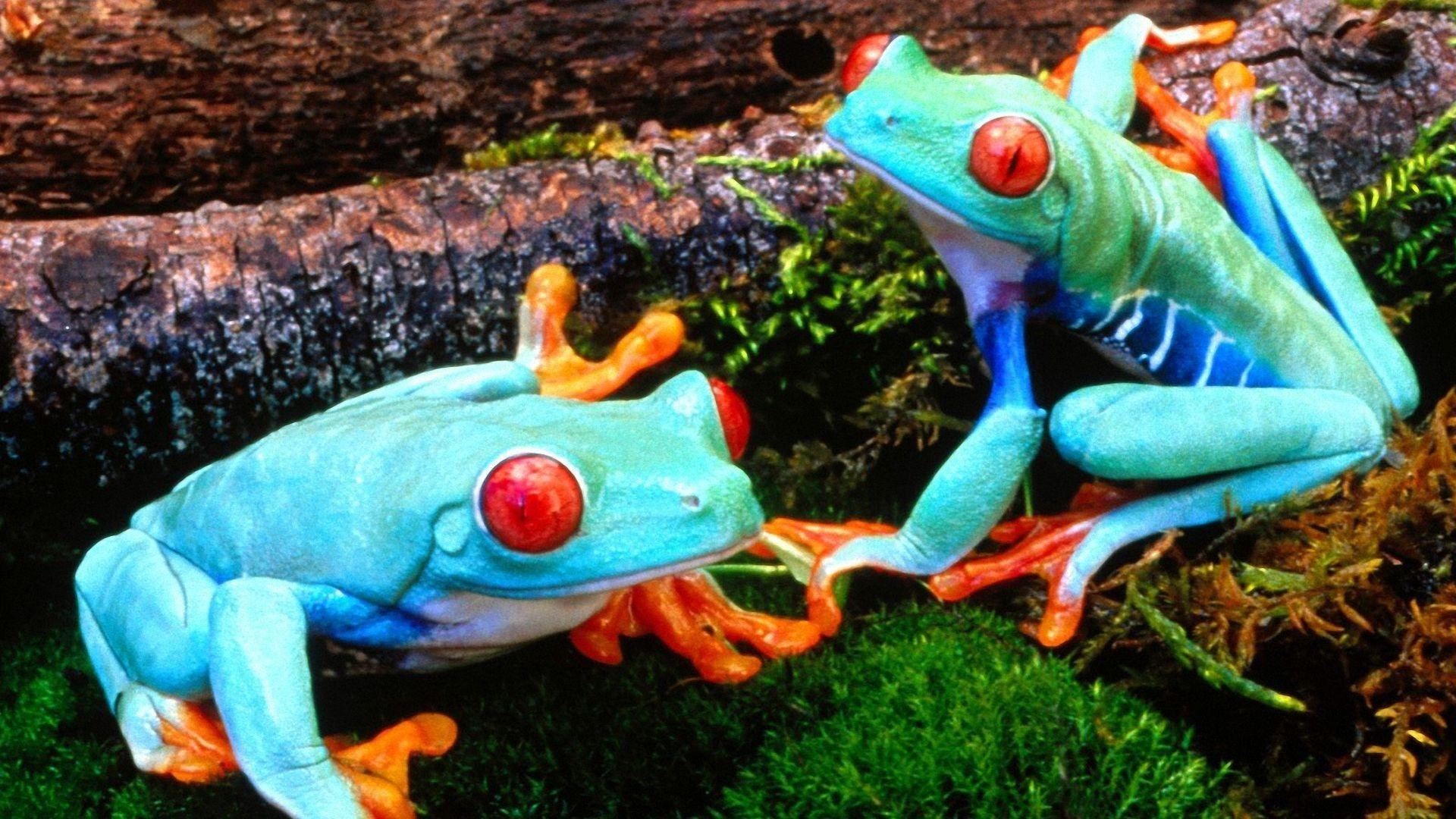 Two Sky Blue Frog Seating on Leaf HD Animal Wallpaper