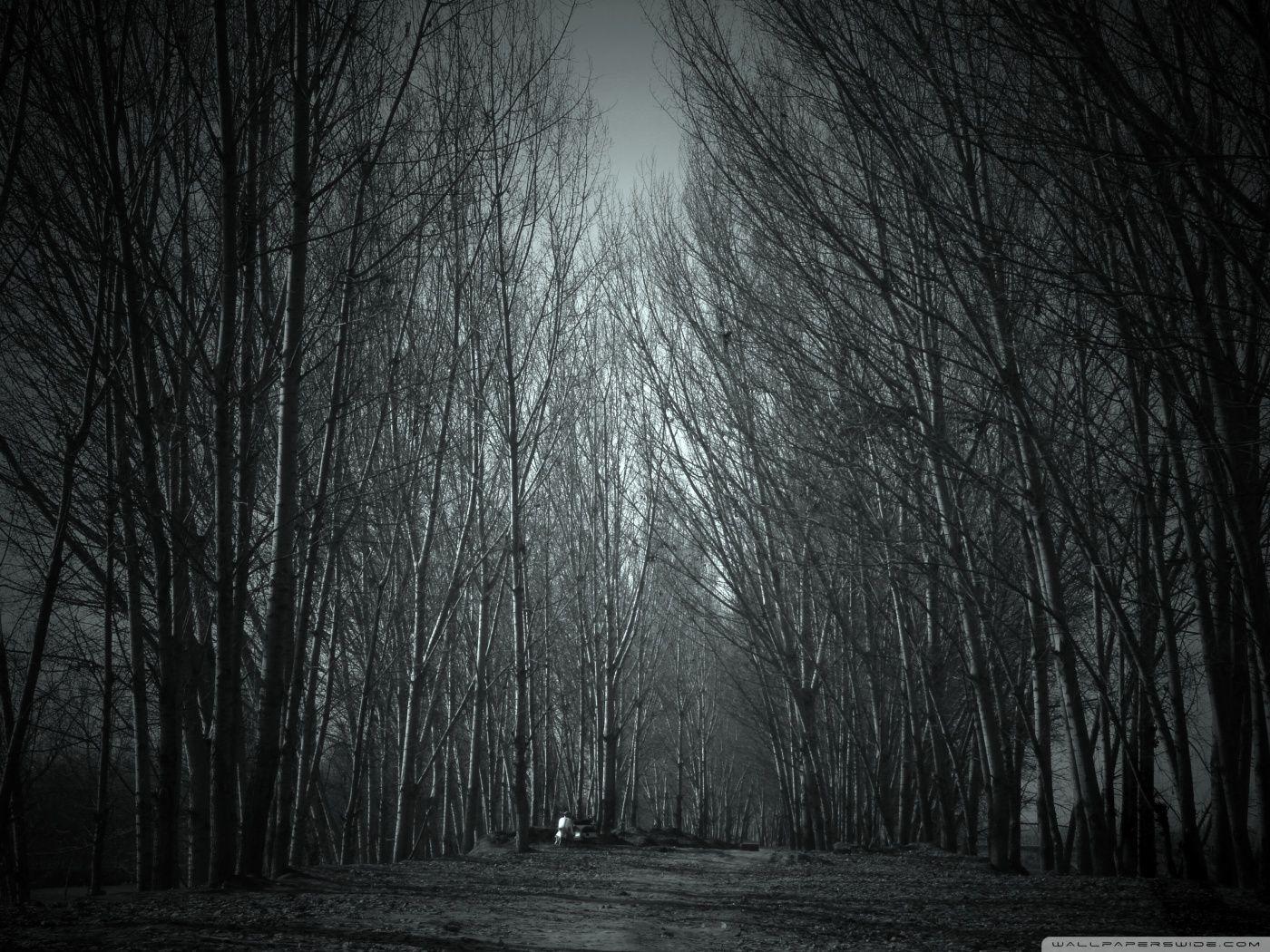 Haunted Forest ❤ 4K HD Desktop Wallpaper for • Dual Monitor