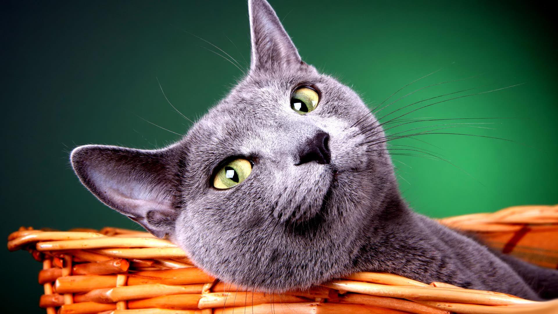 50 Free HD Cat Wallpapers
