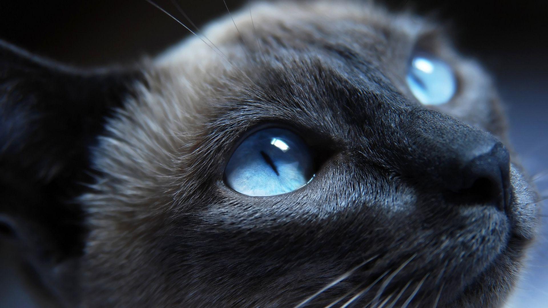 Blue Eye Cat HD Wallpapers