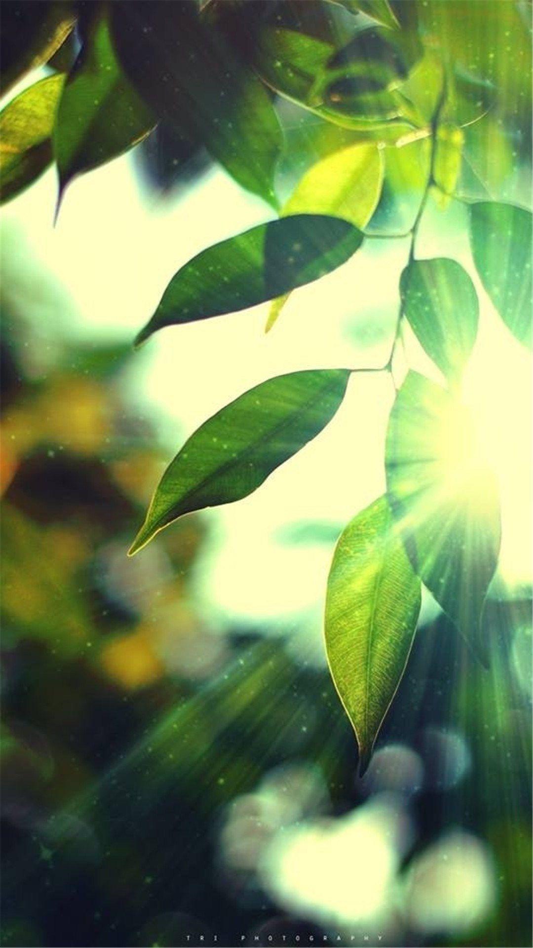 Wallpaper 1080x1920 Full HD (Picture)