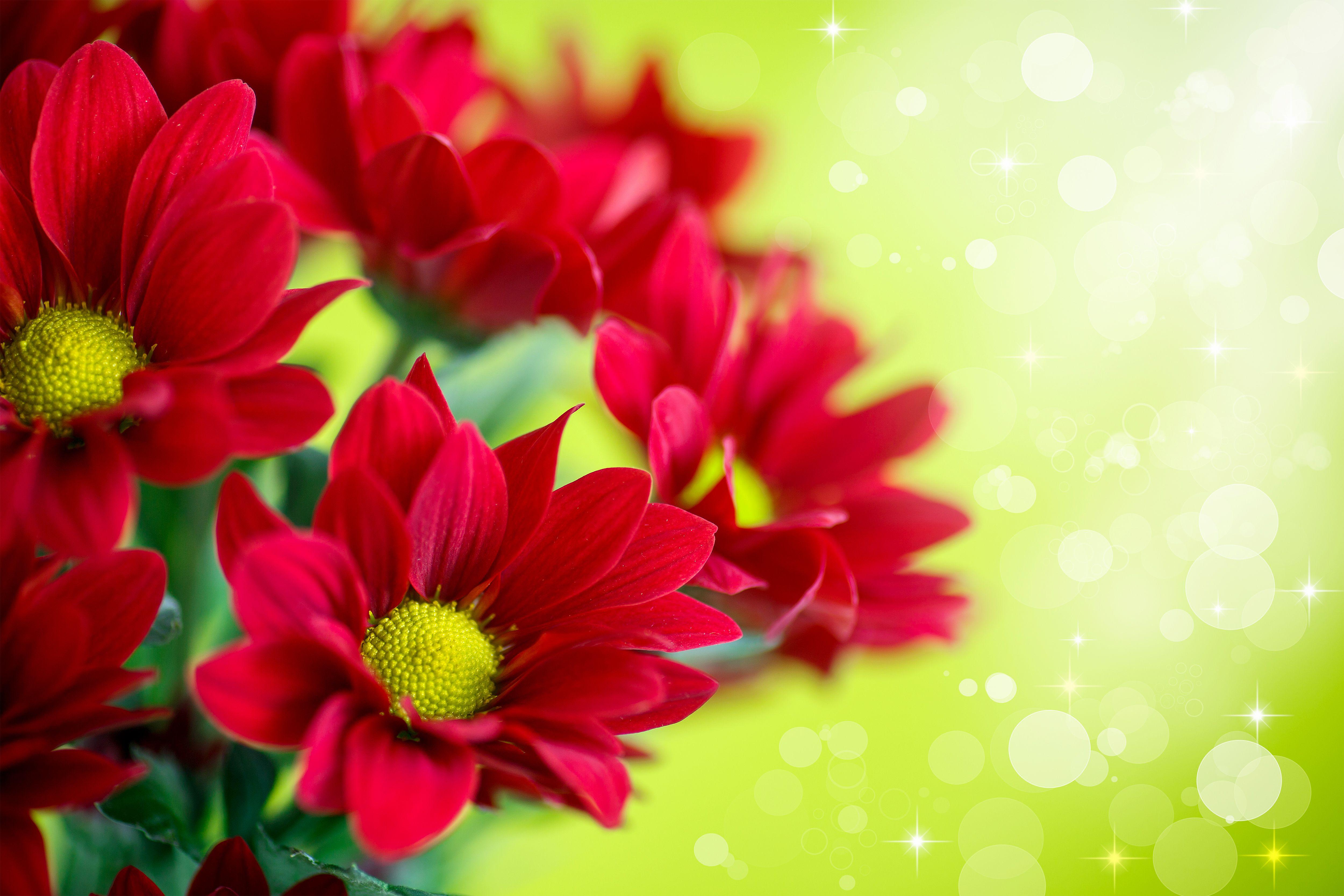 Backgrounds Image Flowers - Wallpaper Cave