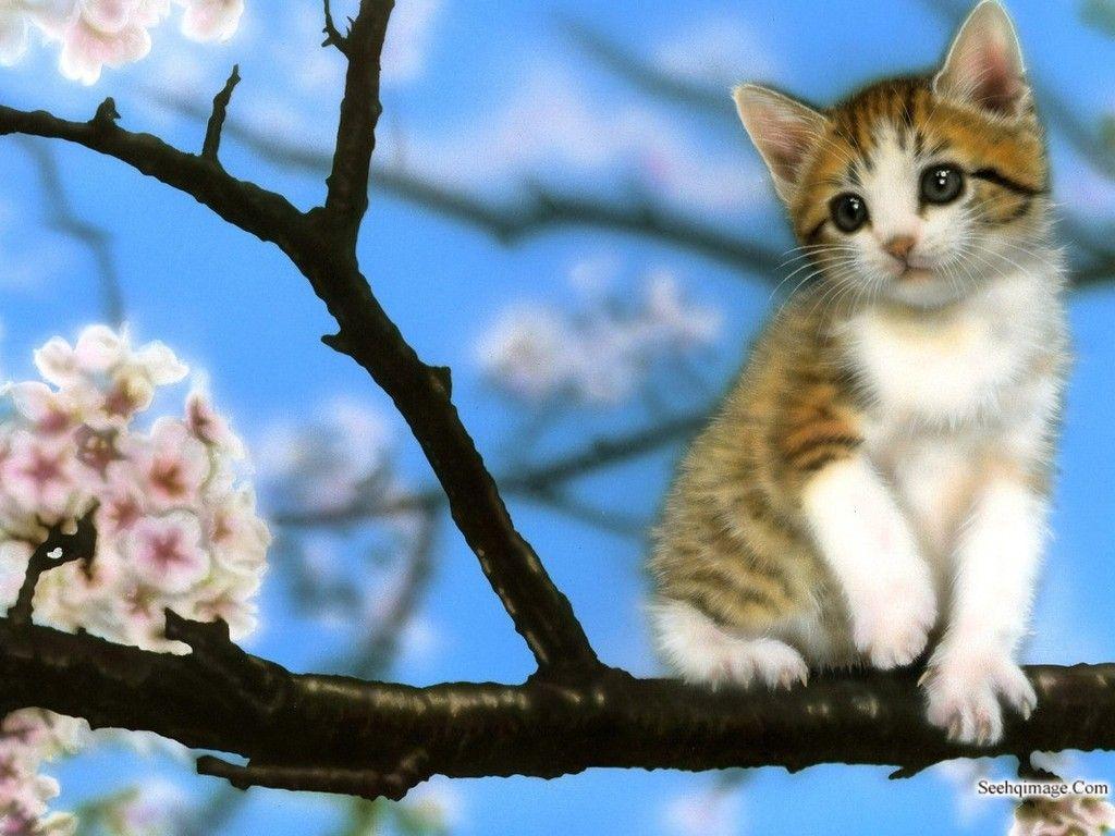 Cute Baby Kittens HD Wallpaper, Background Image