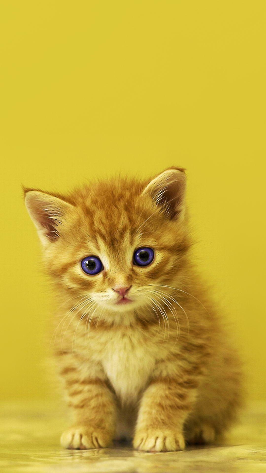 Baby Kitten HD Wallpaper For Your Mobile Phone