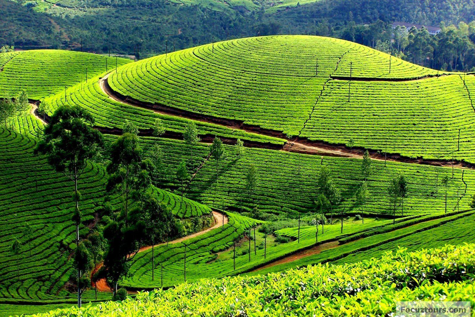 Amazing Ooty-Kodaikanal Tour at best price in Noida | ID: 21045742173